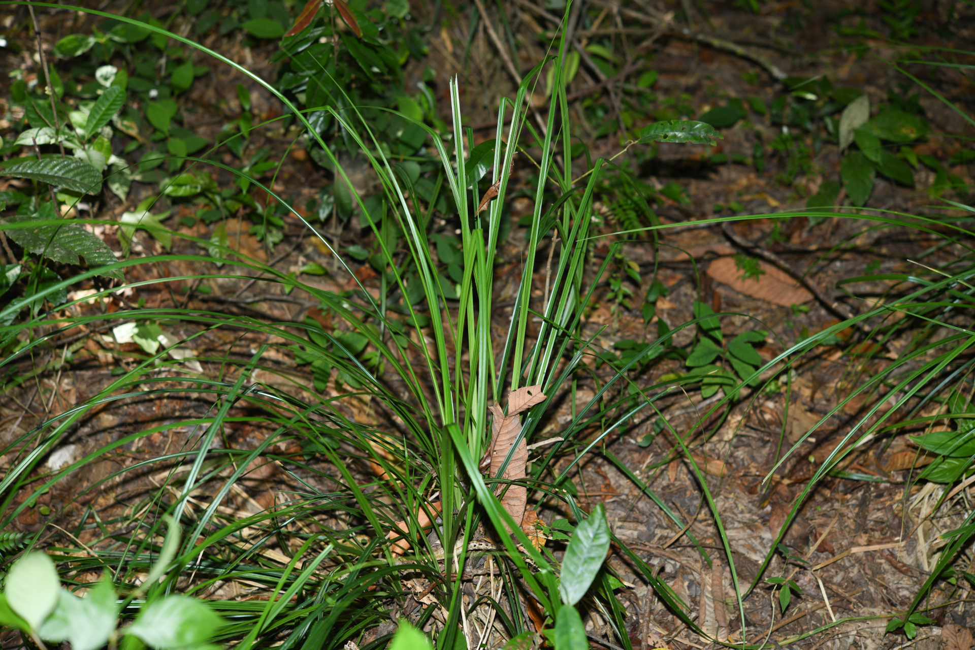 Rhynchospora cephalotes (L.) Vahl - Photo Bivouac Naturaliste