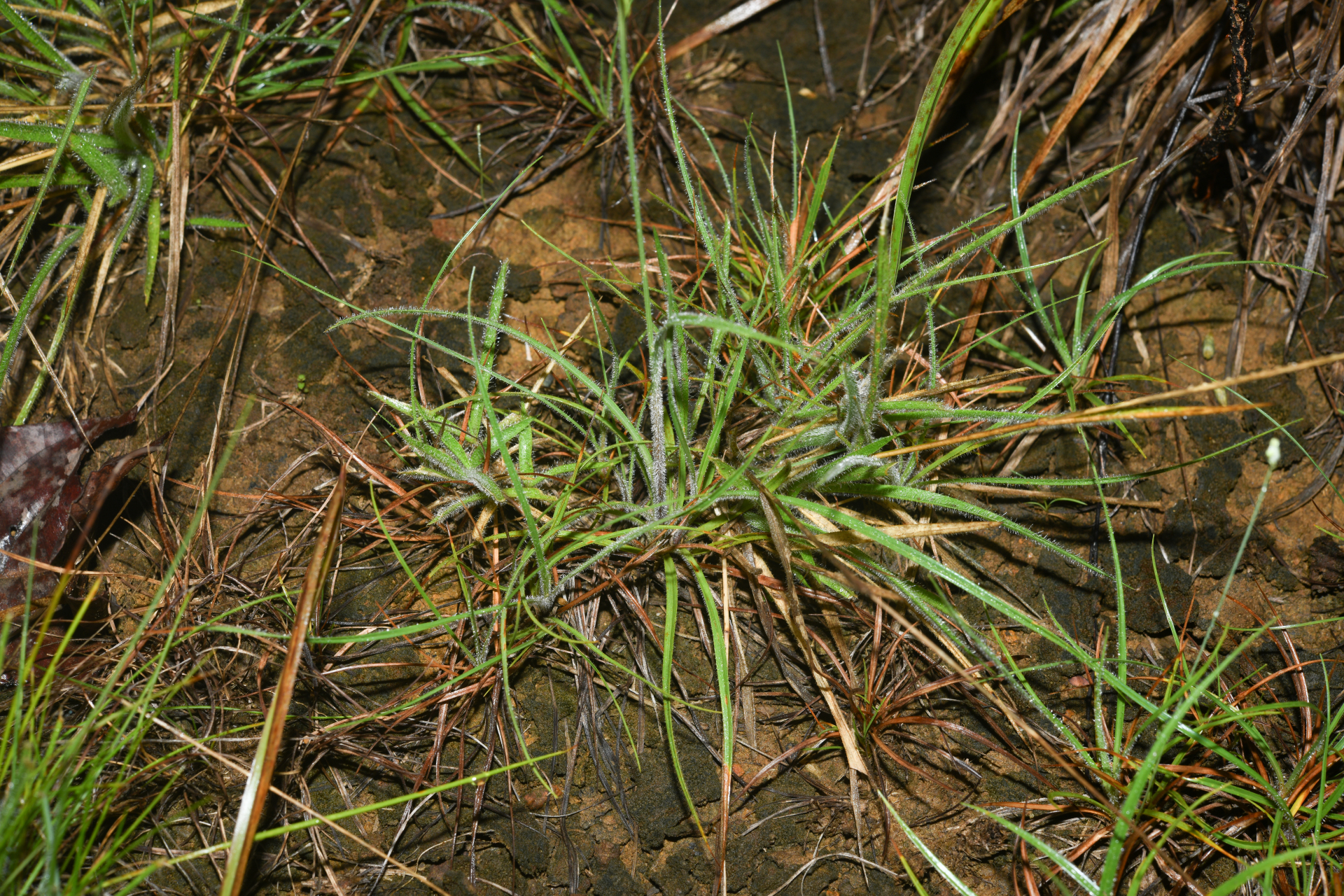 Rhynchospora barbata (Vahl) Kunth - Photo Bivouac Naturaliste