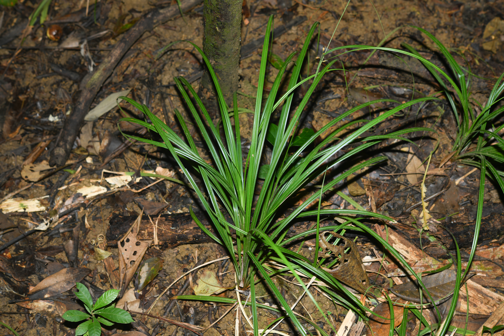 Rhynchospora comata (Link) Schult. - Photo Bivouac Naturaliste