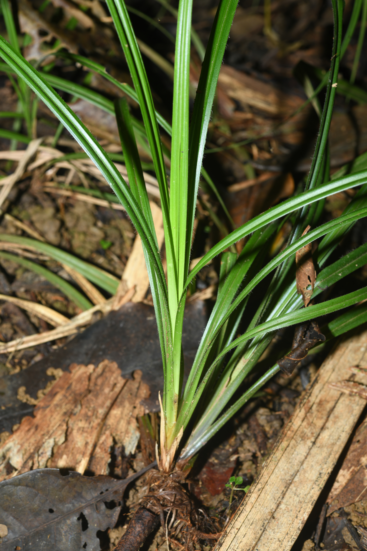 Rhynchospora comata (Link) Schult. - Photo Bivouac Naturaliste