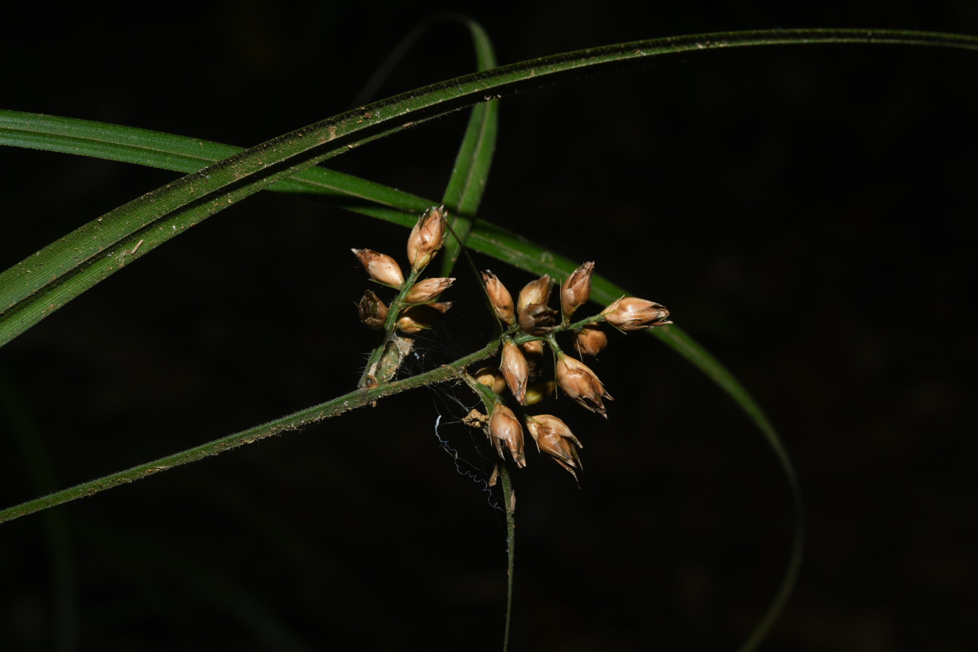 Rhynchospora comata (Link) Schult. - Photo Bivouac Naturaliste