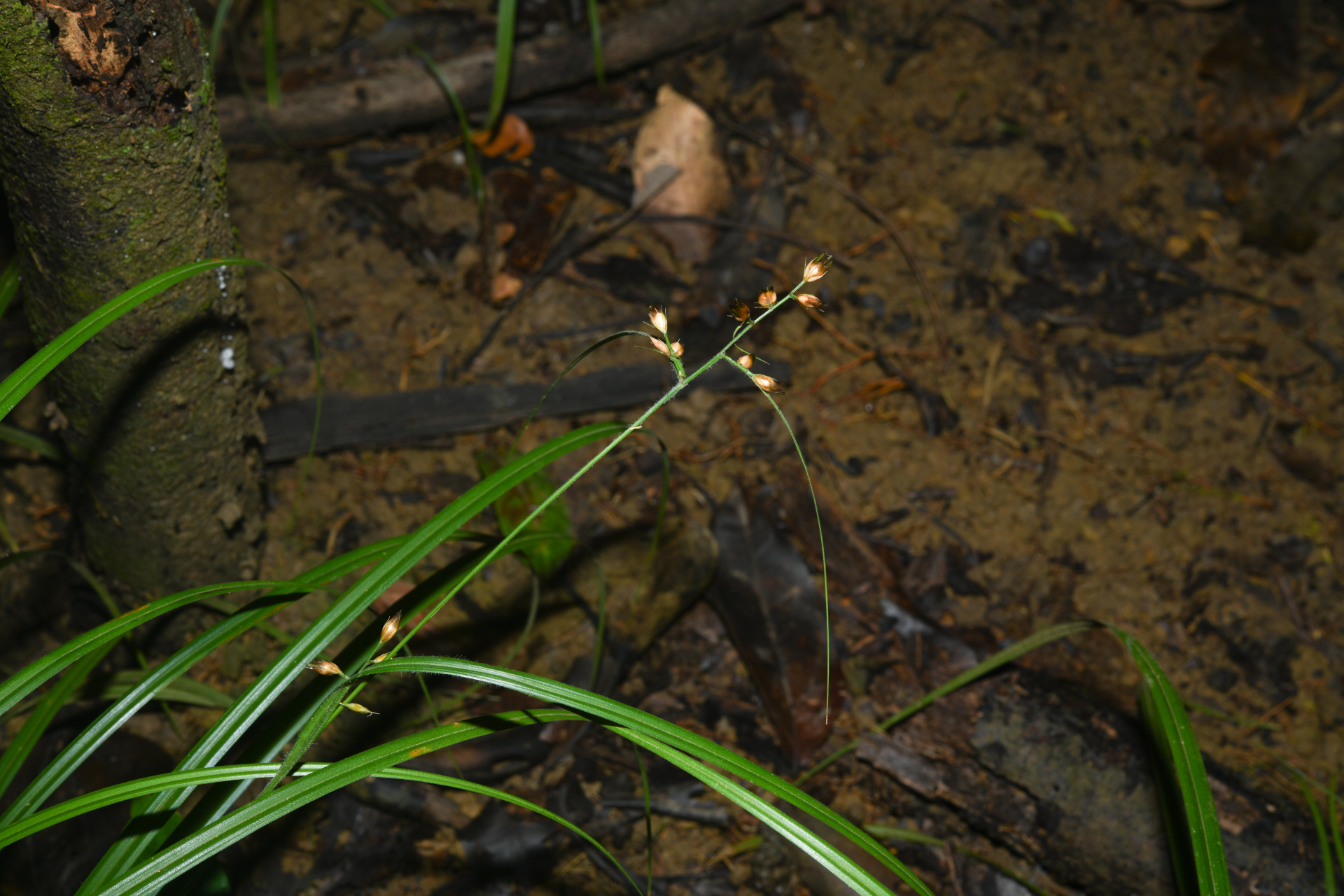 Rhynchospora comata (Link) Schult. - Photo Bivouac Naturaliste