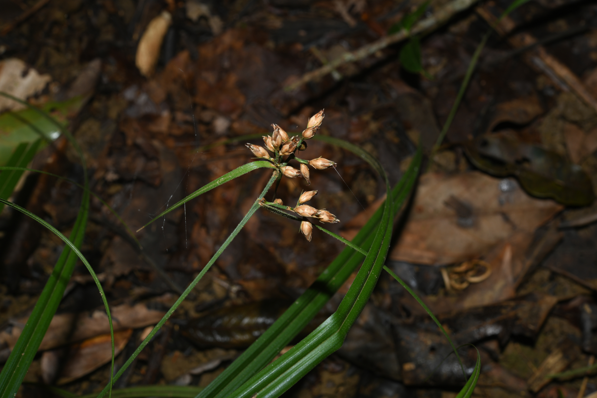 Rhynchospora comata (Link) Schult. - Photo Bivouac Naturaliste