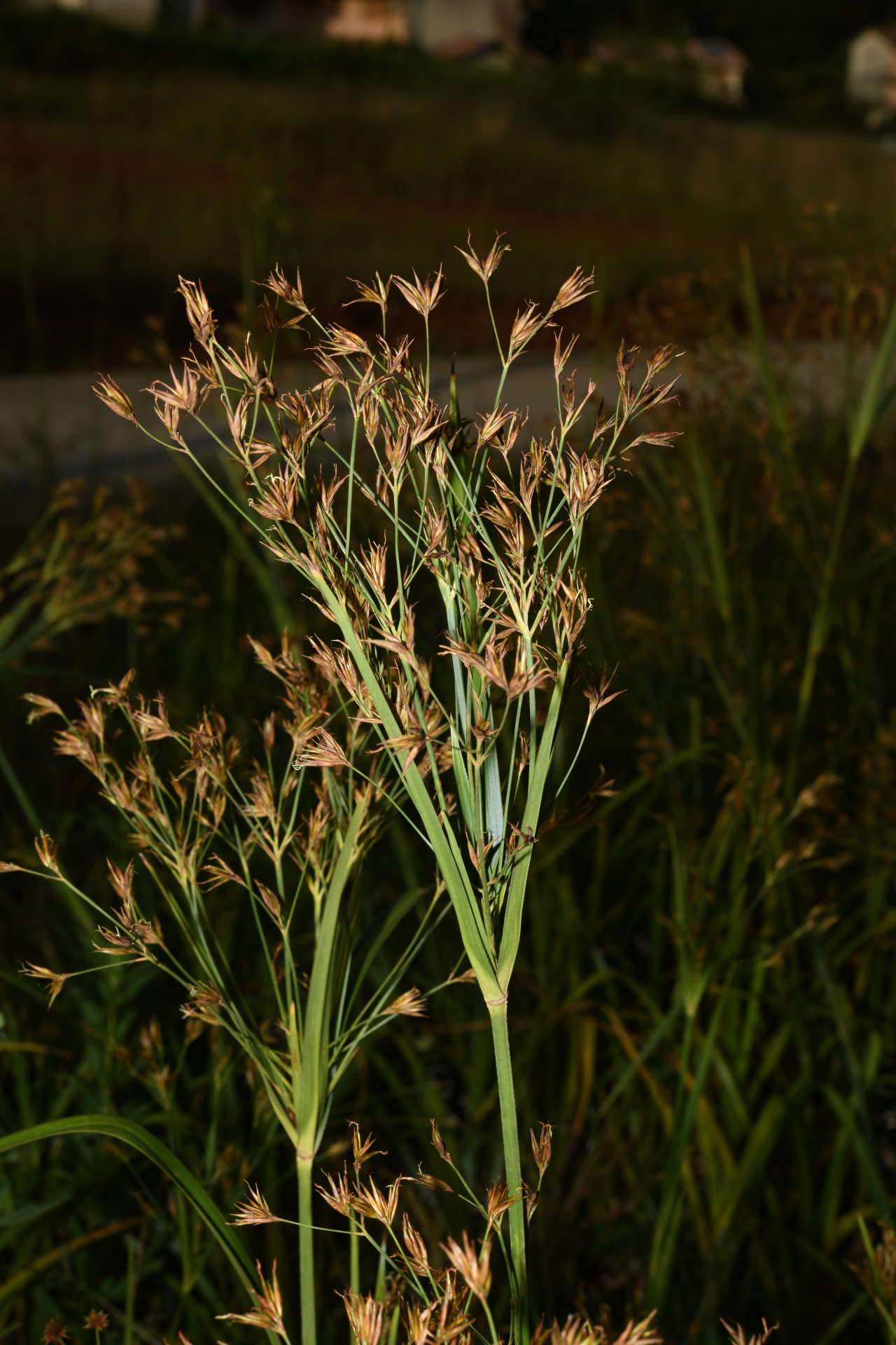 Rhynchospora trispicata (Nees) Schrad. ex Steud. - Photo Bivouac Naturaliste