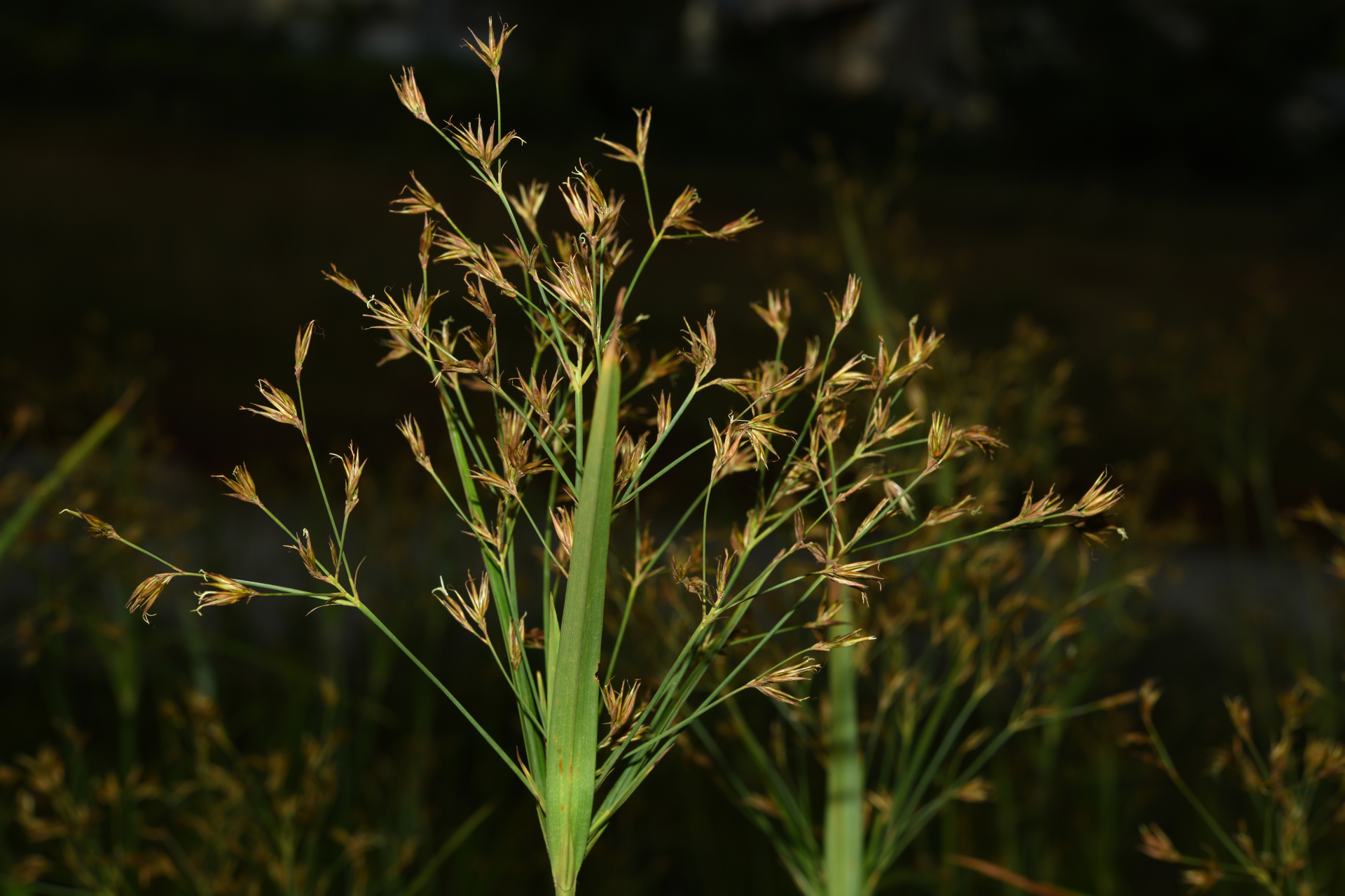 Rhynchospora trispicata (Nees) Schrad. ex Steud. - Photo Bivouac Naturaliste