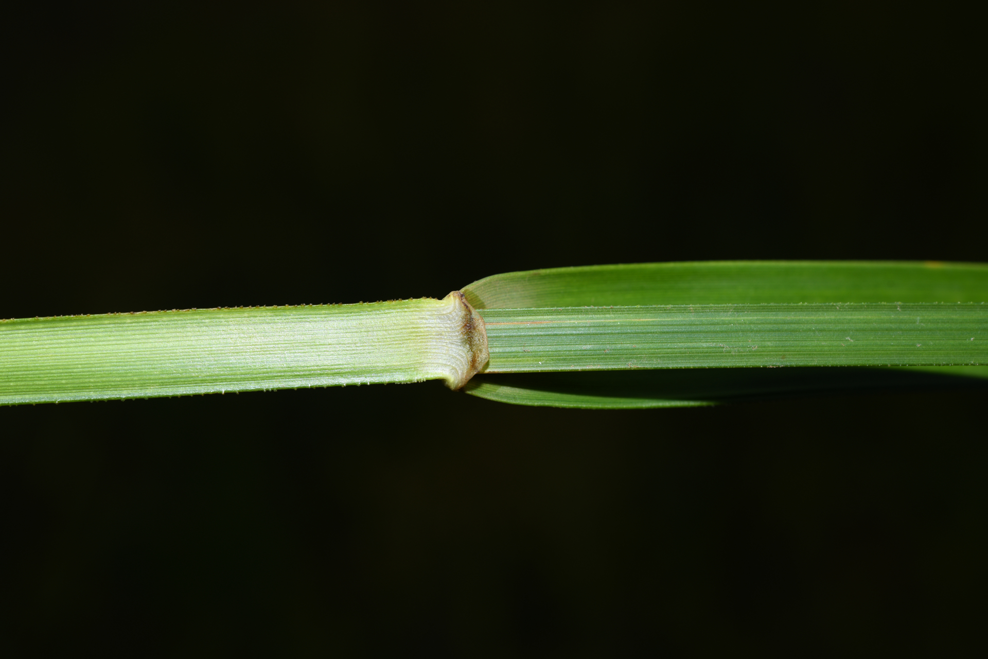 Rhynchospora trispicata (Nees) Schrad. ex Steud. - Photo Bivouac Naturaliste