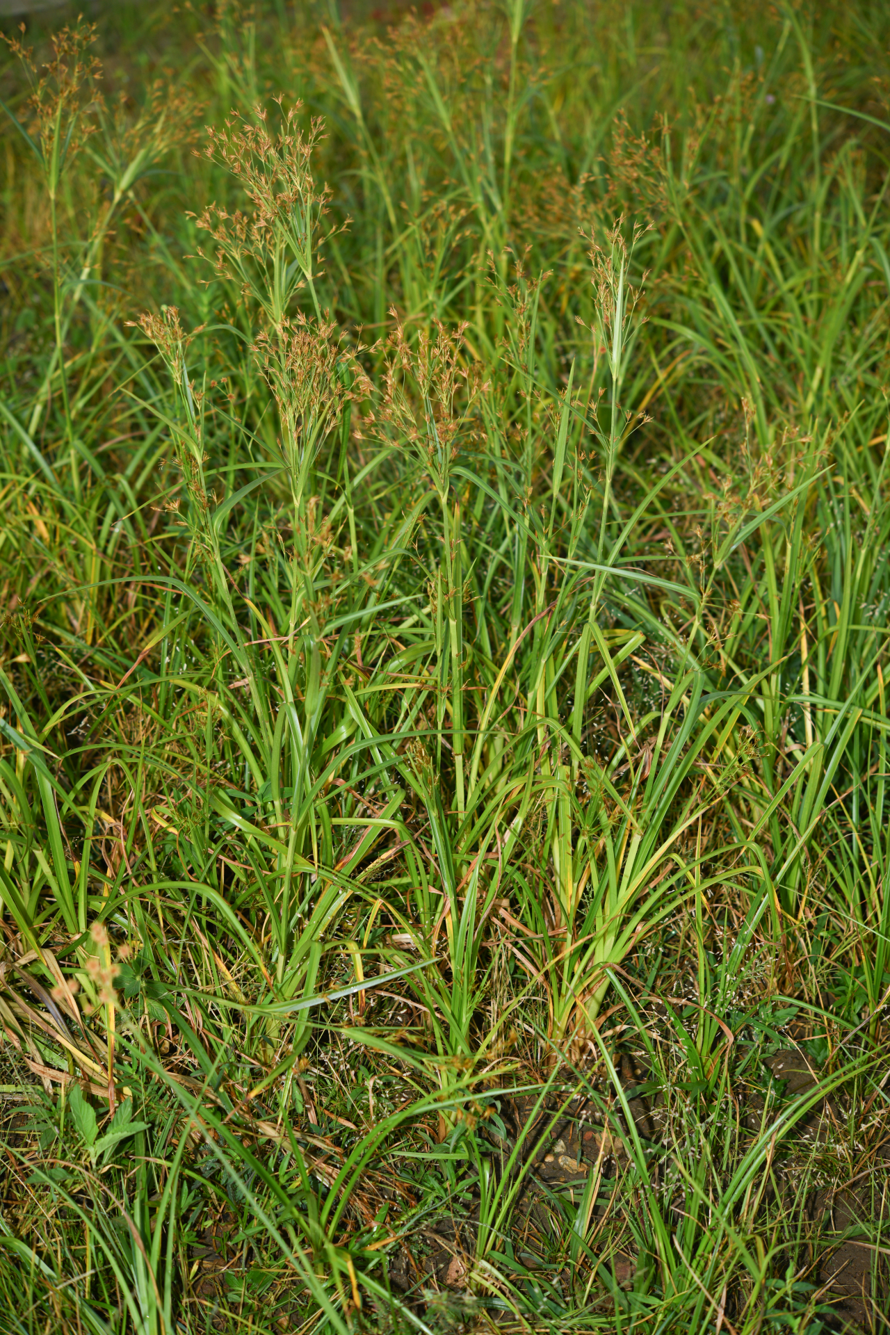 Rhynchospora trispicata (Nees) Schrad. ex Steud. - Photo Bivouac Naturaliste