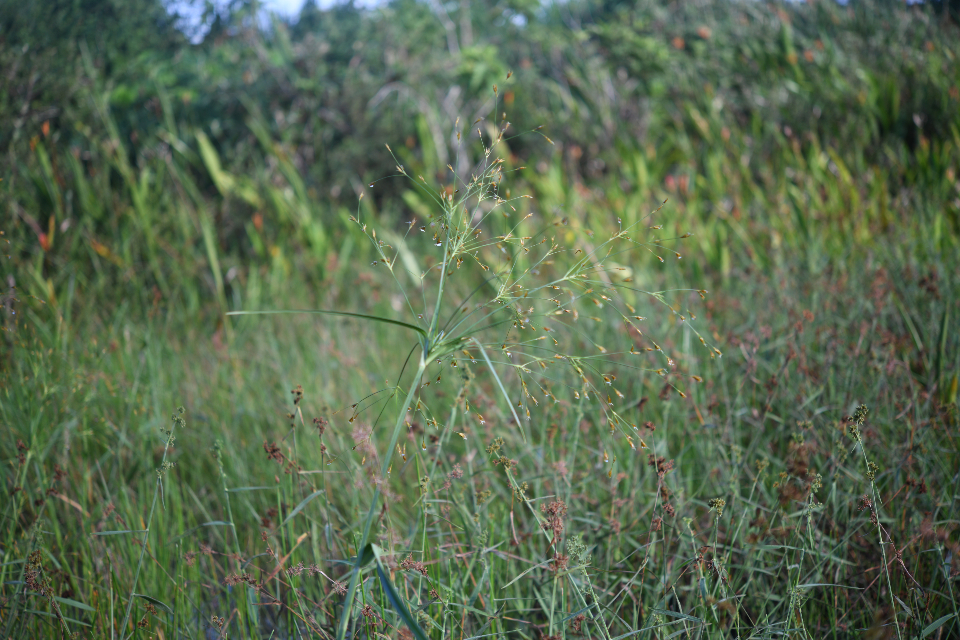 Rhynchospora trispicata (Nees) Schrad. ex Steud. - Photo Bivouac Naturaliste
