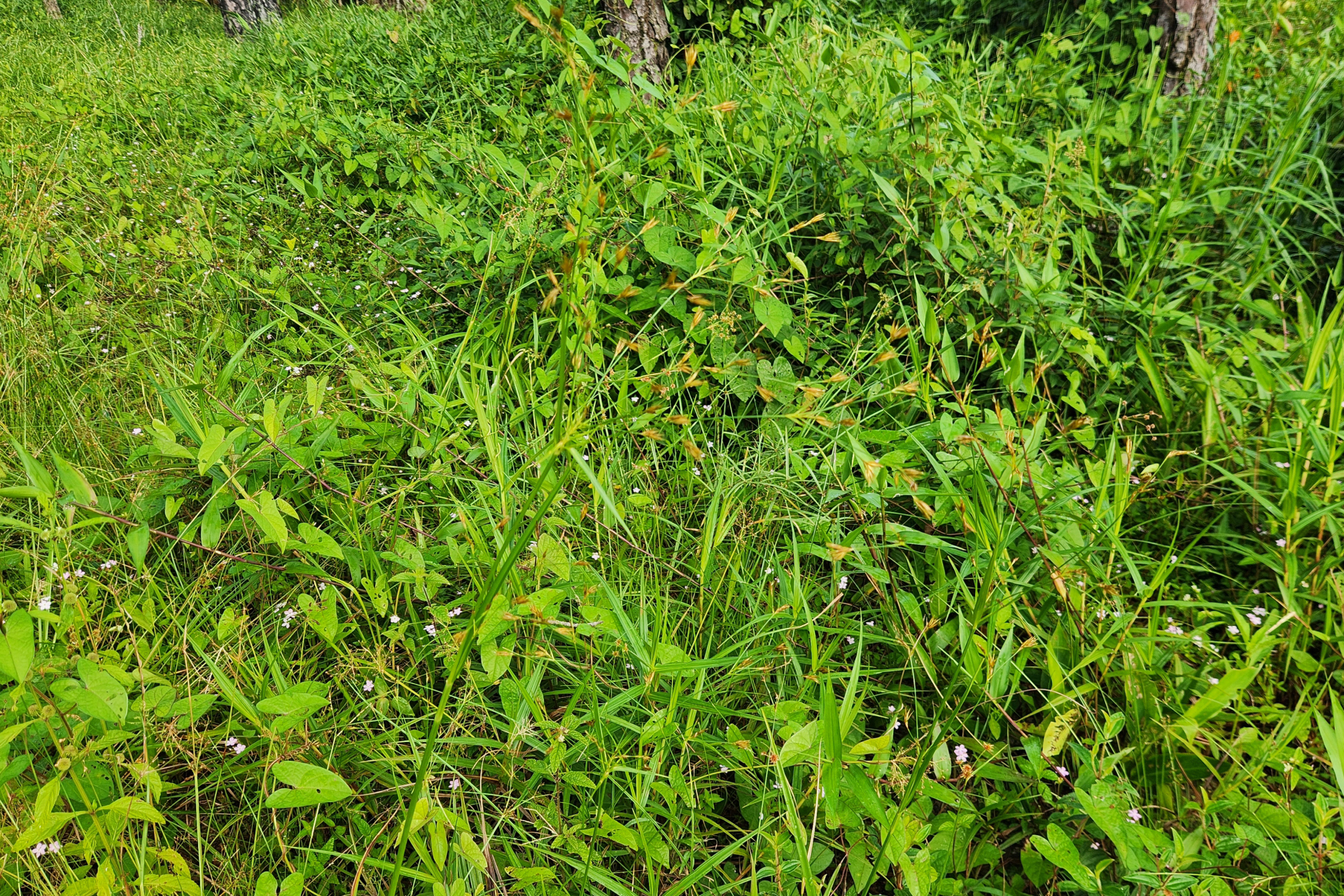 Rhynchospora trispicata (Nees) Schrad. ex Steud. - Photo Bivouac Naturaliste