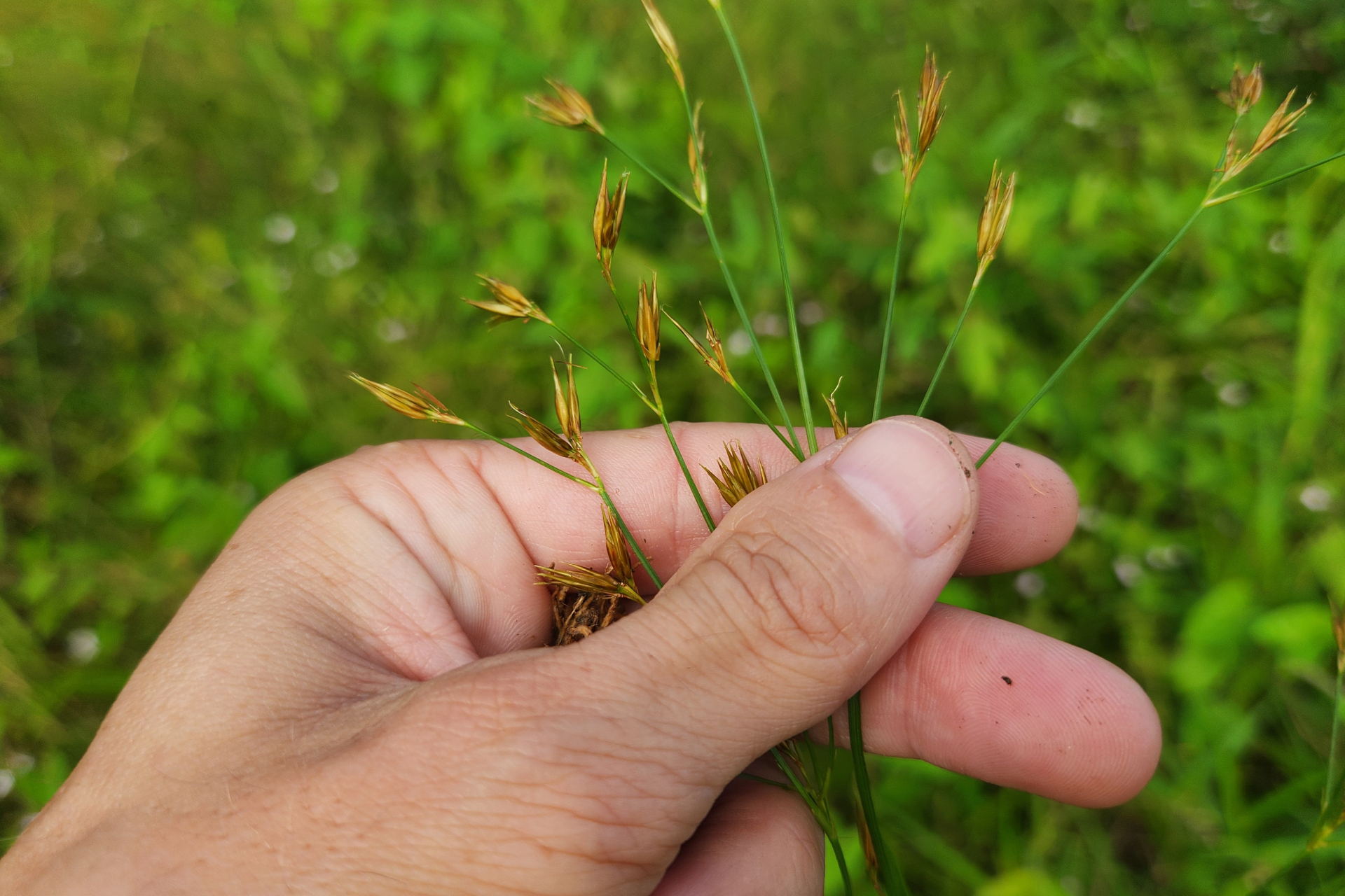 Rhynchospora trispicata (Nees) Schrad. ex Steud. - Photo Bivouac Naturaliste