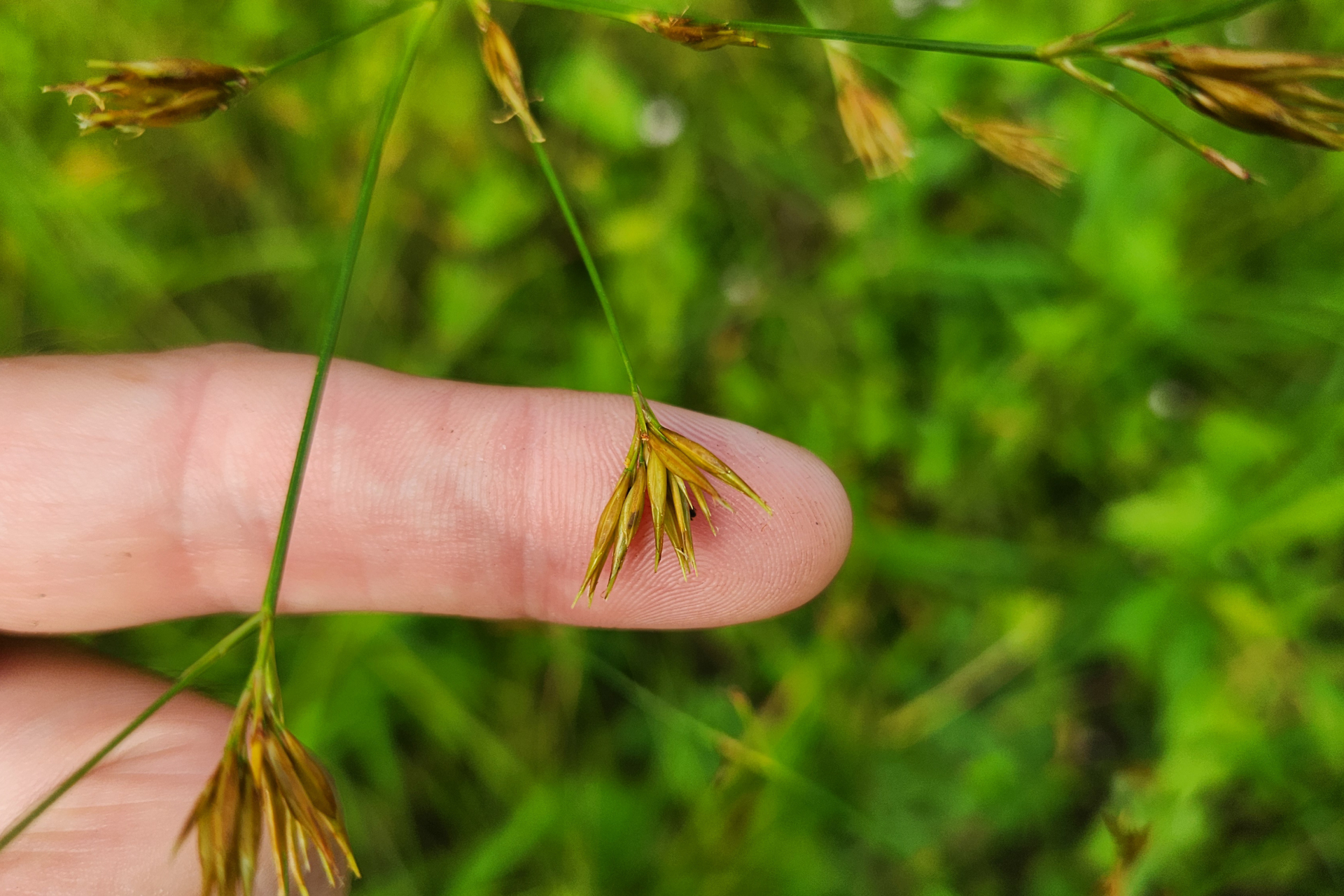 Rhynchospora trispicata (Nees) Schrad. ex Steud. - Photo Bivouac Naturaliste