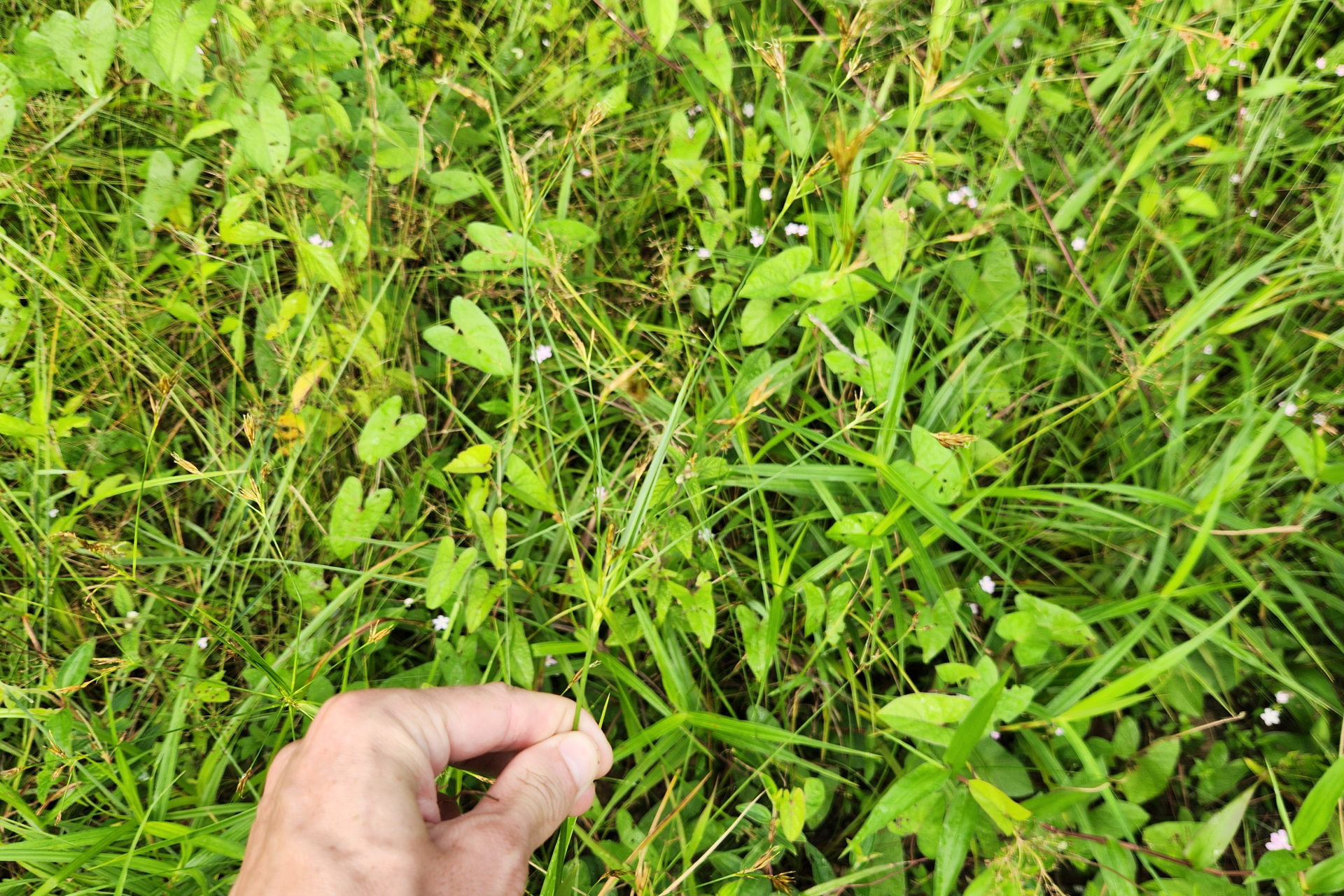 Rhynchospora trispicata (Nees) Schrad. ex Steud. - Photo Bivouac Naturaliste