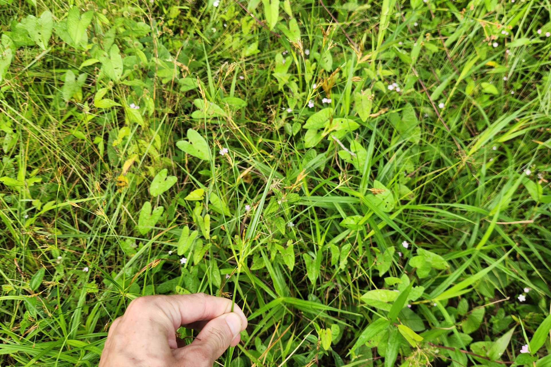 Rhynchospora trispicata (Nees) Schrad. ex Steud. - Photo Bivouac Naturaliste