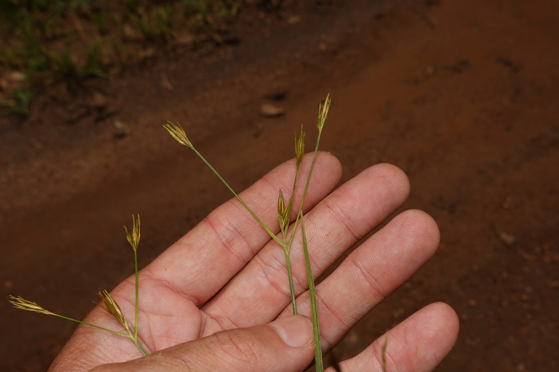 Rhynchospora trispicata (Nees) Schrad. ex Steud. - Photo Bivouac Naturaliste