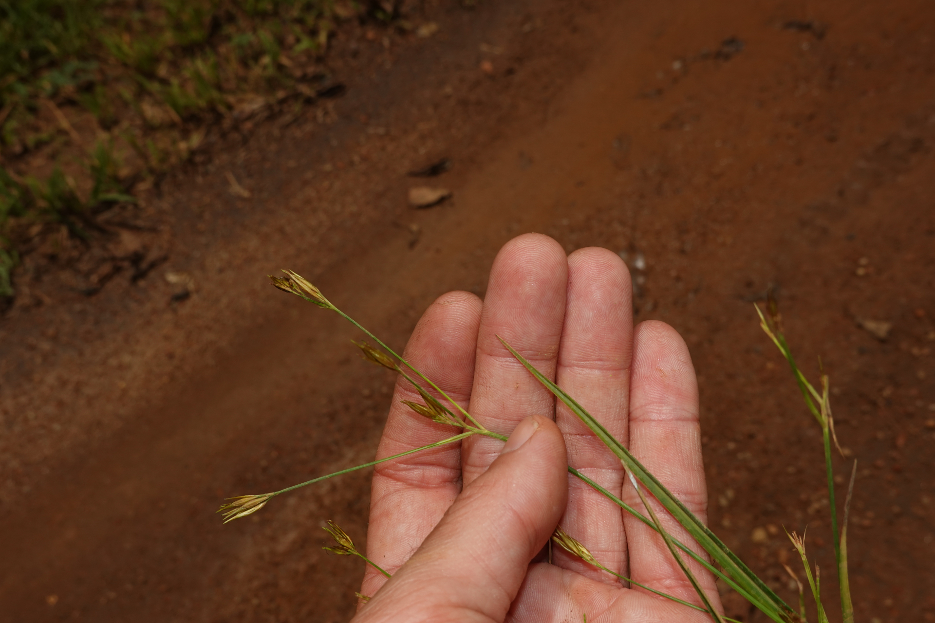 Rhynchospora trispicata (Nees) Schrad. ex Steud. - Photo Bivouac Naturaliste