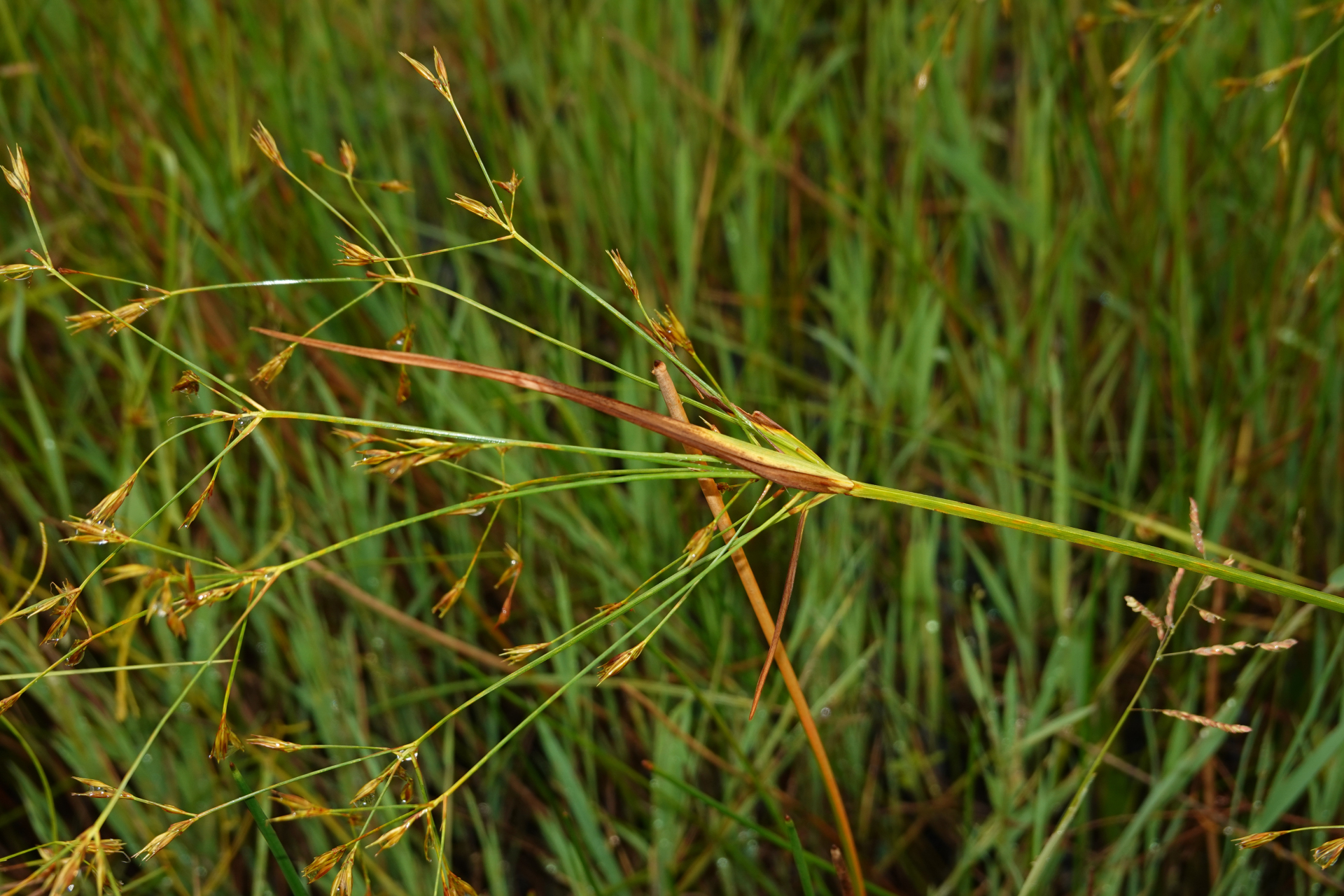 Rhynchospora trispicata (Nees) Schrad. ex Steud. - Photo Bivouac Naturaliste