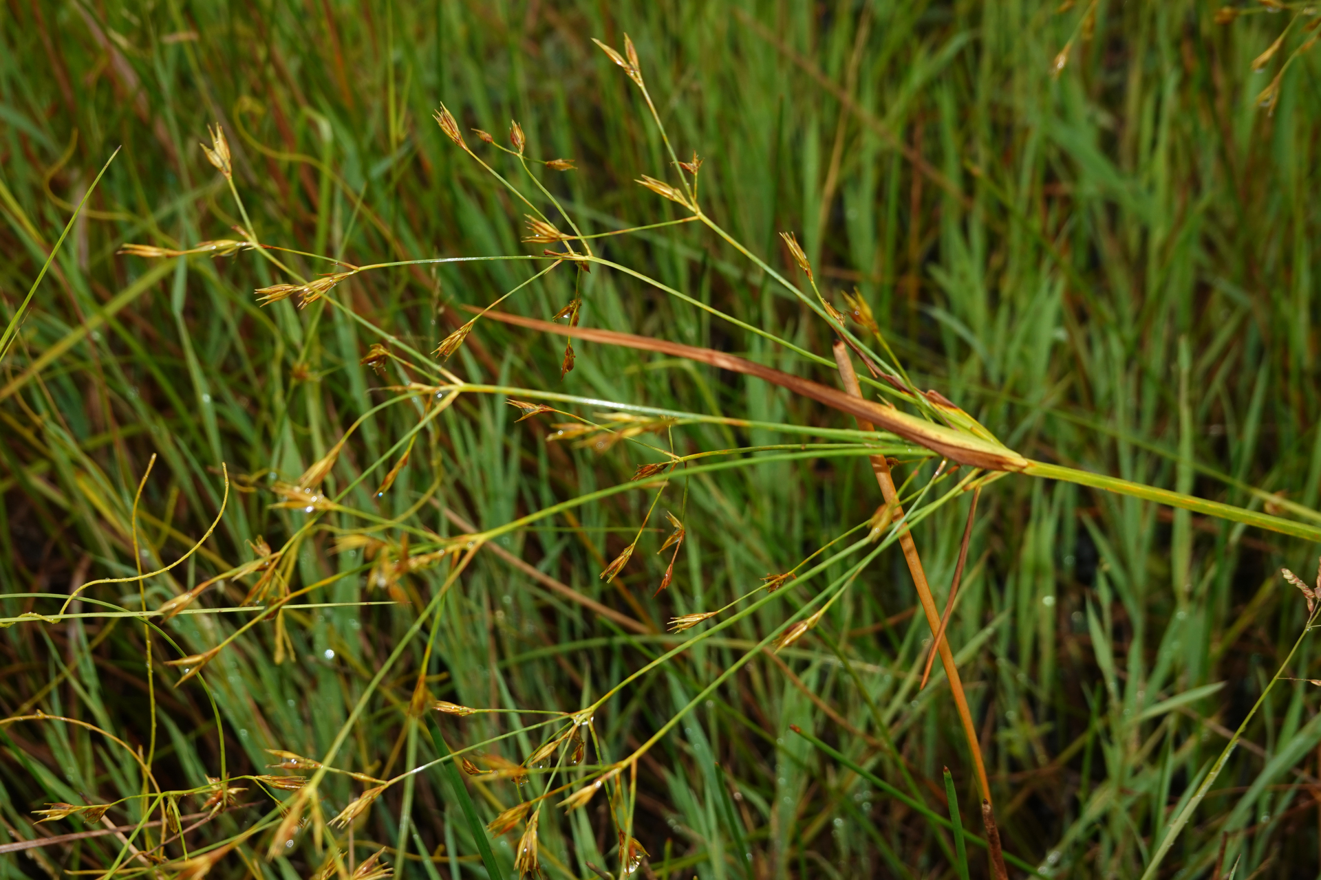 Rhynchospora trispicata (Nees) Schrad. ex Steud. - Photo Bivouac Naturaliste