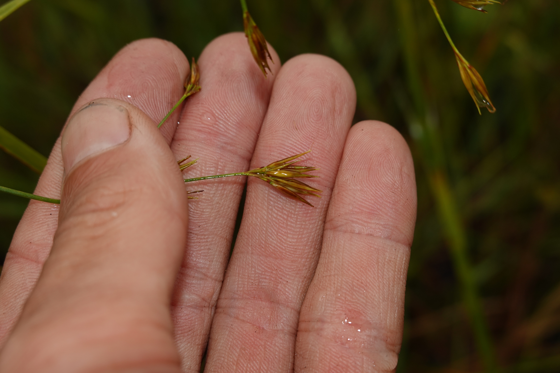 Rhynchospora trispicata (Nees) Schrad. ex Steud. - Photo Bivouac Naturaliste