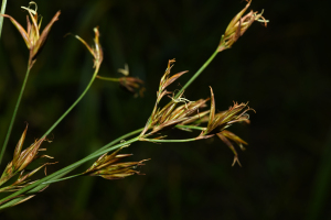 Rhynchospora trispicata (Nees) Schrad. ex Steud.