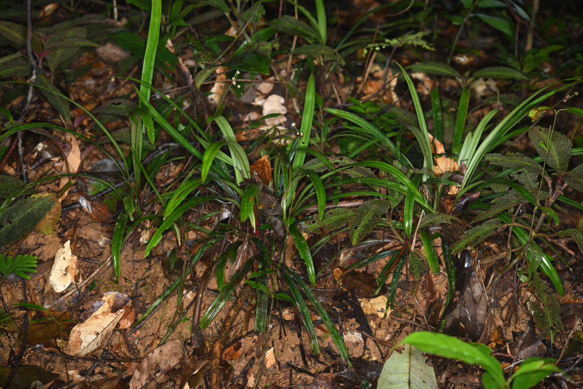 Bisboeckelera longifolia (Rudge) Kuntze - Photo Bivouac Naturaliste