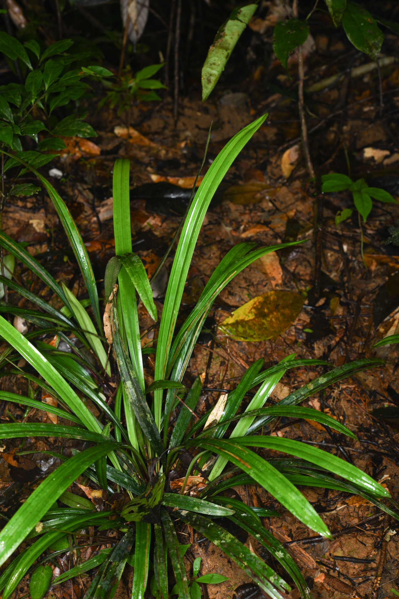 Bisboeckelera longifolia (Rudge) Kuntze - Photo Bivouac Naturaliste