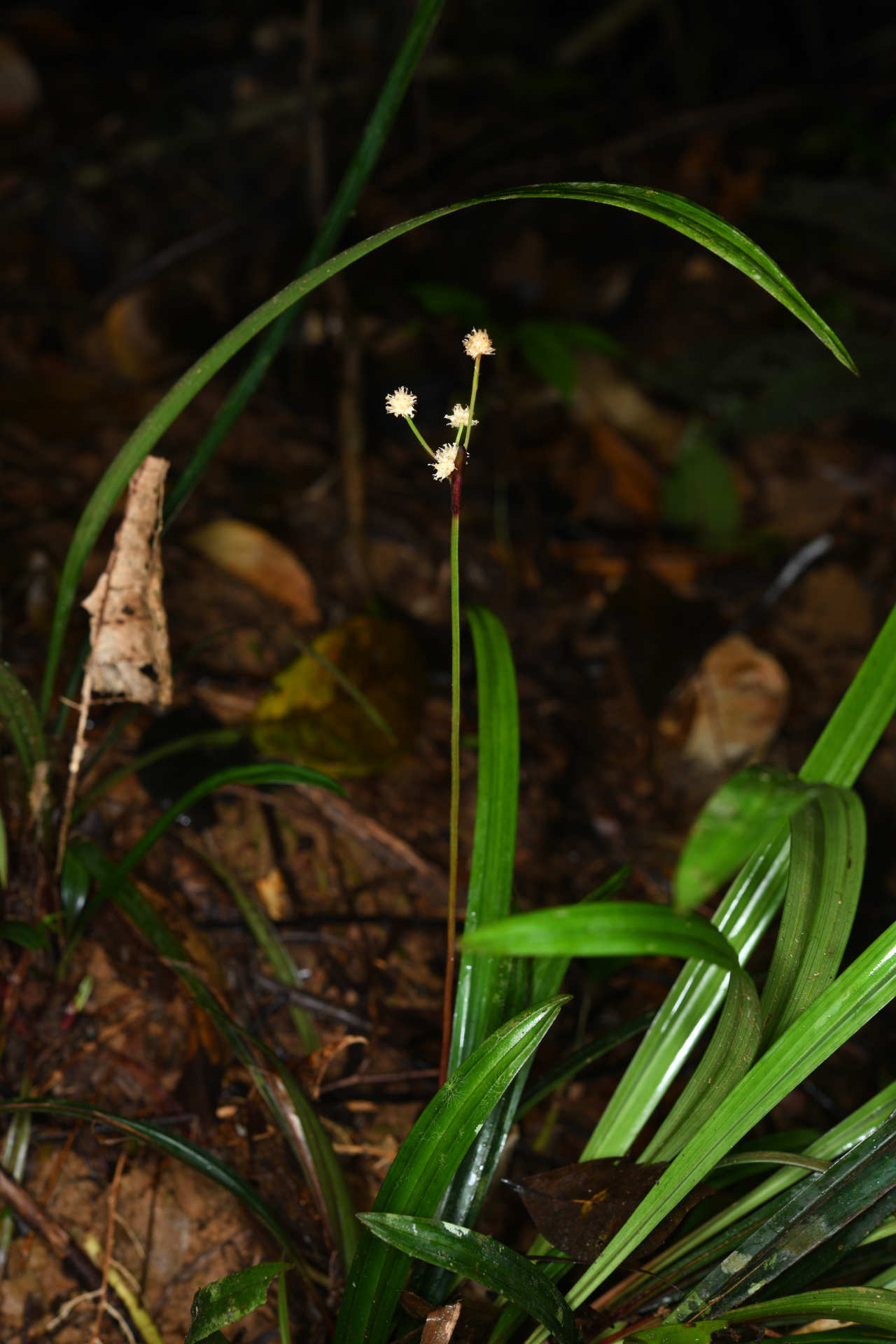 Bisboeckelera longifolia (Rudge) Kuntze - Photo Bivouac Naturaliste