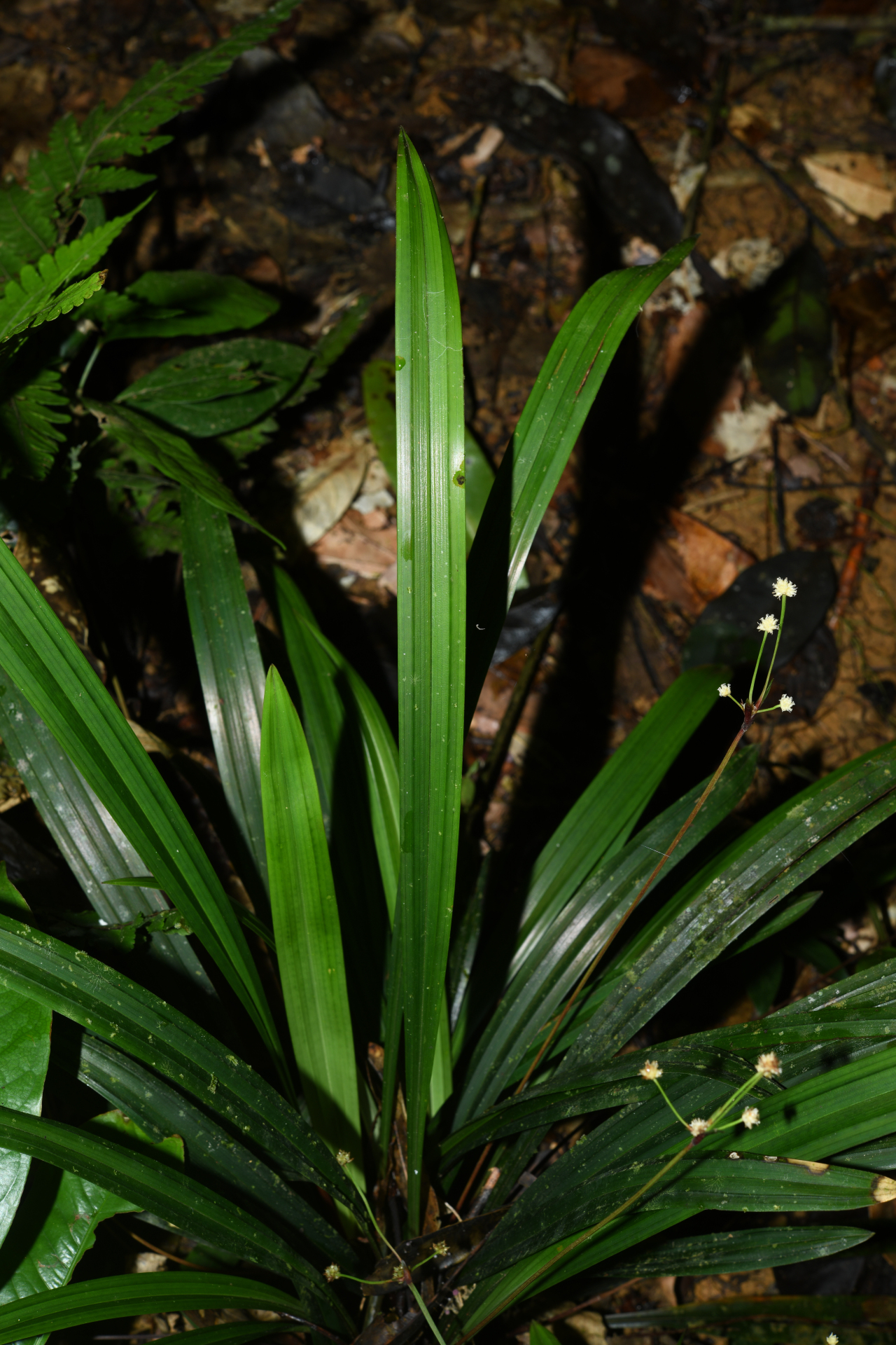 Bisboeckelera longifolia (Rudge) Kuntze - Photo Bivouac Naturaliste