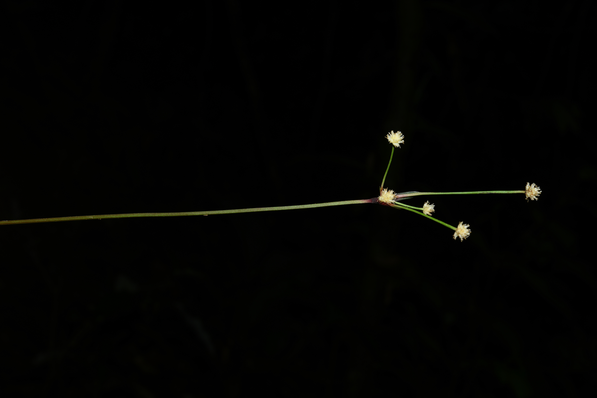 Bisboeckelera longifolia (Rudge) Kuntze - Photo Bivouac Naturaliste