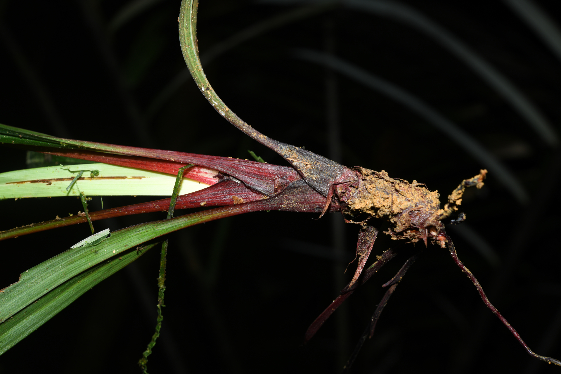 Bisboeckelera longifolia (Rudge) Kuntze - Photo Bivouac Naturaliste