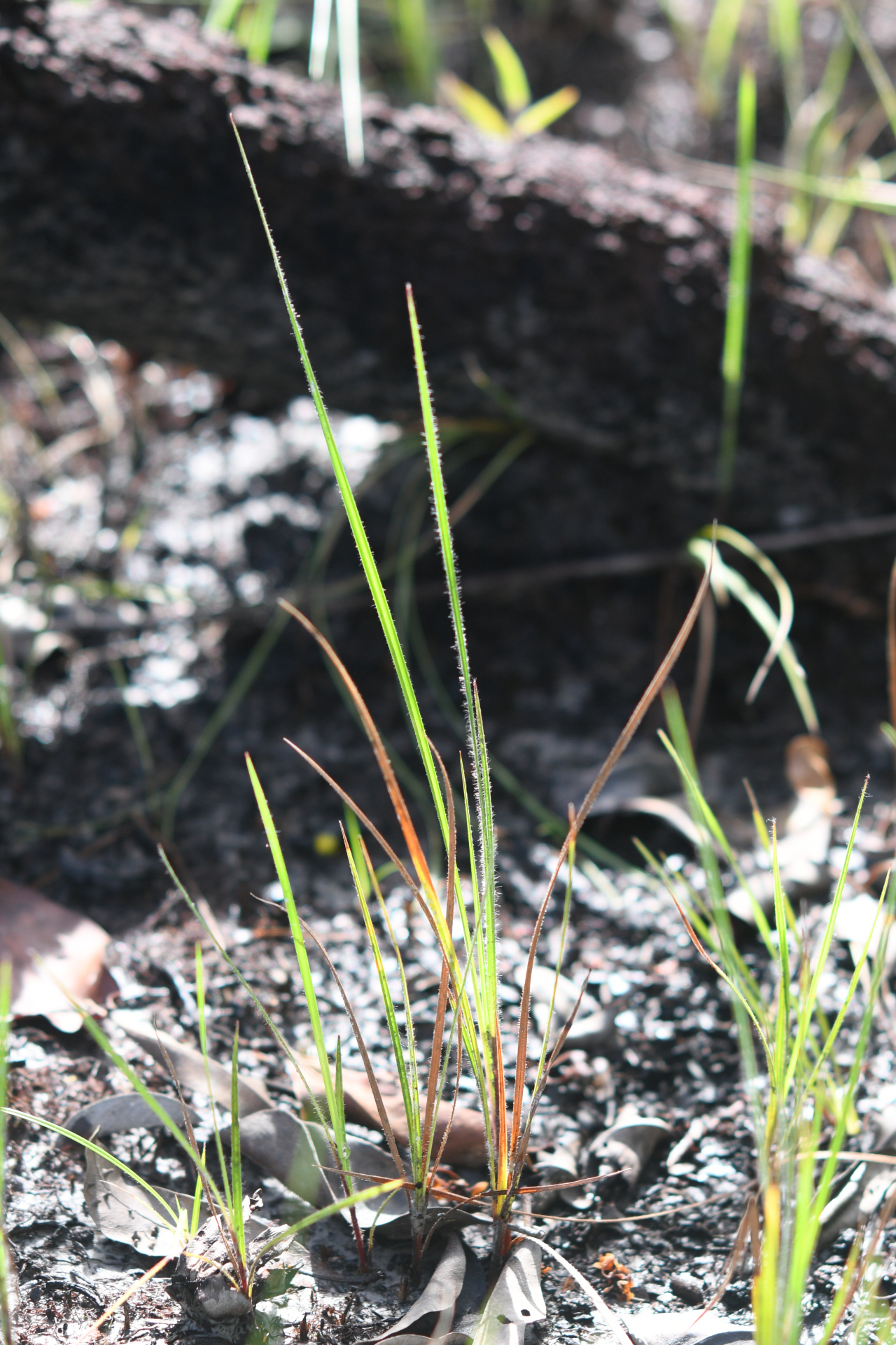 Exochogyne amazonica C.B.Clarke - Photo Bivouac Naturaliste