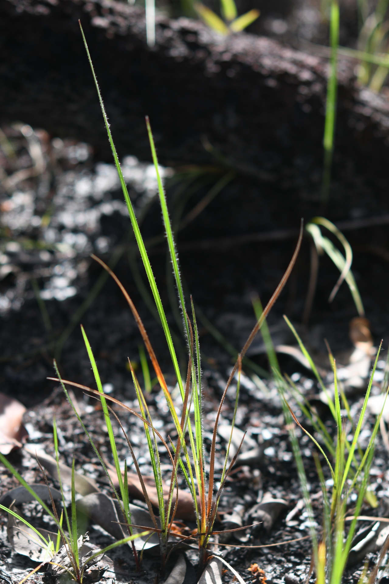 Exochogyne amazonica C.B.Clarke - Photo Bivouac Naturaliste