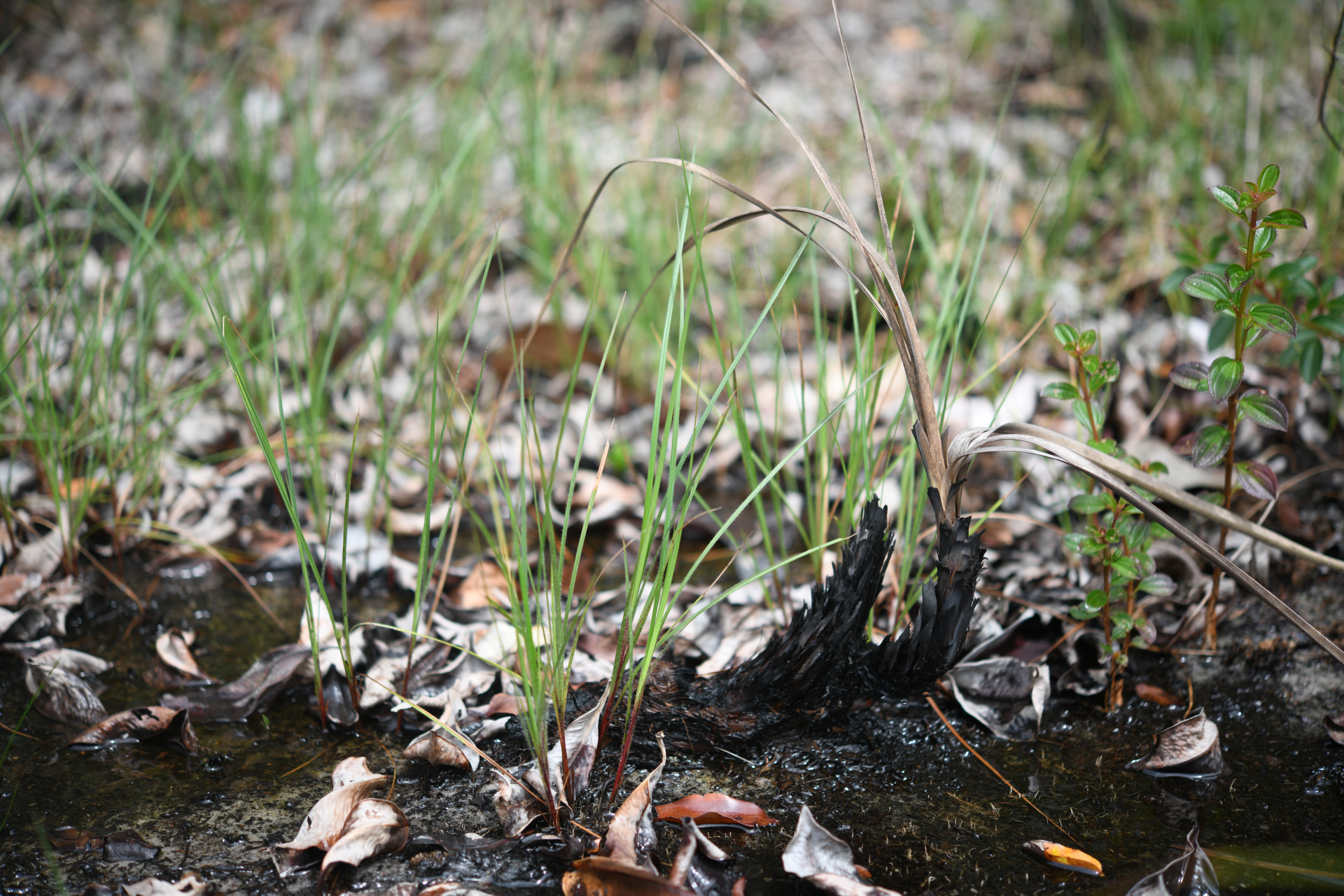Exochogyne amazonica C.B.Clarke - Photo Bivouac Naturaliste