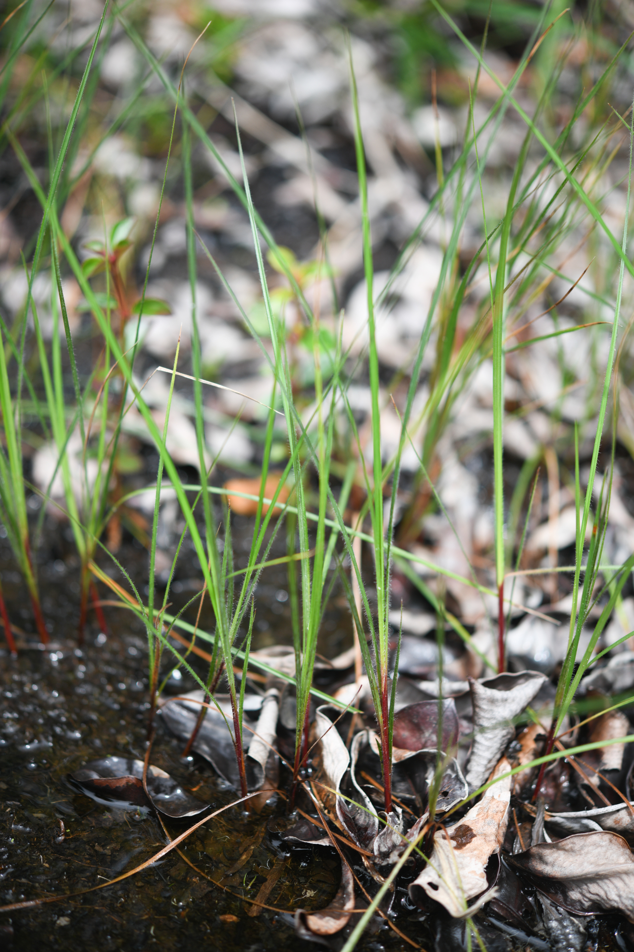 Exochogyne amazonica C.B.Clarke - Photo Bivouac Naturaliste