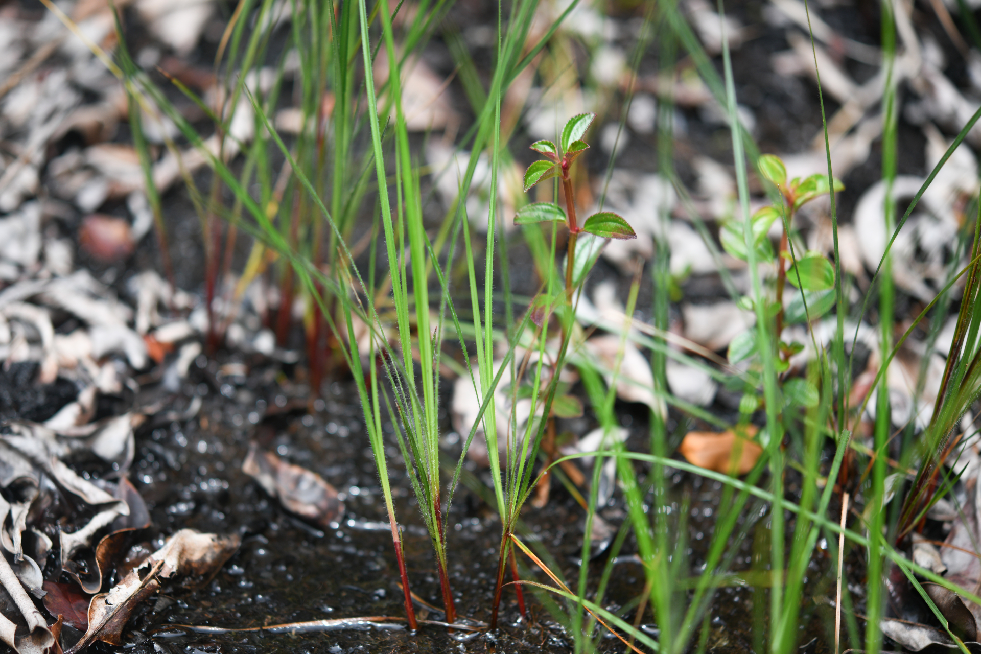 Exochogyne amazonica C.B.Clarke - Photo Bivouac Naturaliste