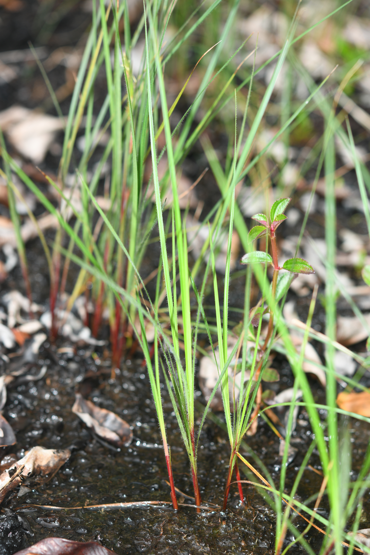 Exochogyne amazonica C.B.Clarke - Photo Bivouac Naturaliste