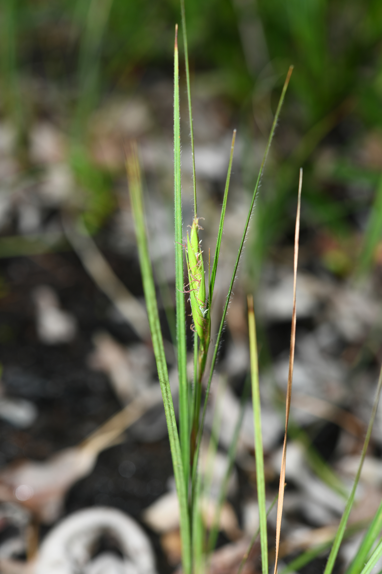 Exochogyne amazonica C.B.Clarke - Photo Bivouac Naturaliste