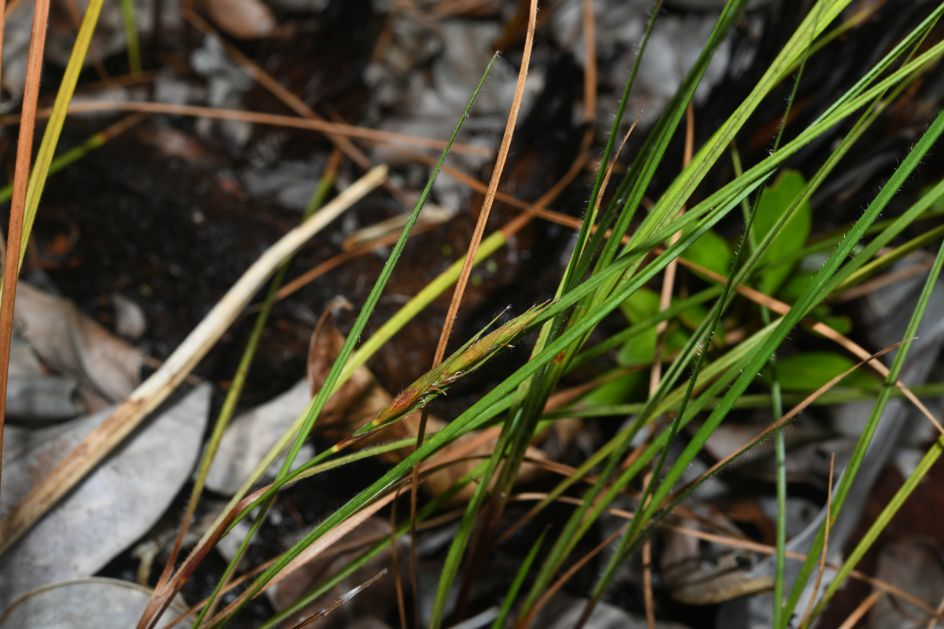 Exochogyne amazonica C.B.Clarke - Photo Bivouac Naturaliste