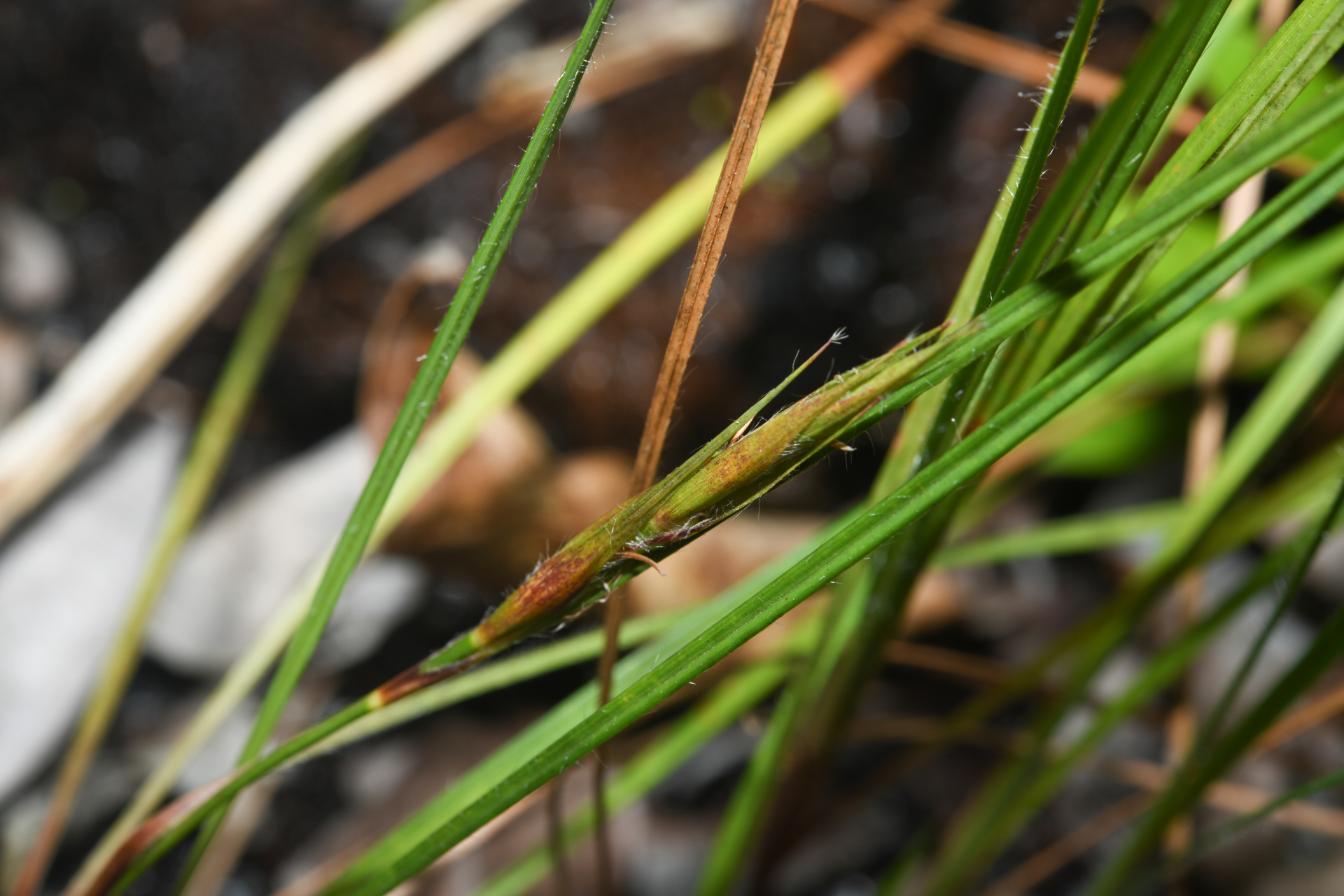 Exochogyne amazonica C.B.Clarke - Photo Bivouac Naturaliste