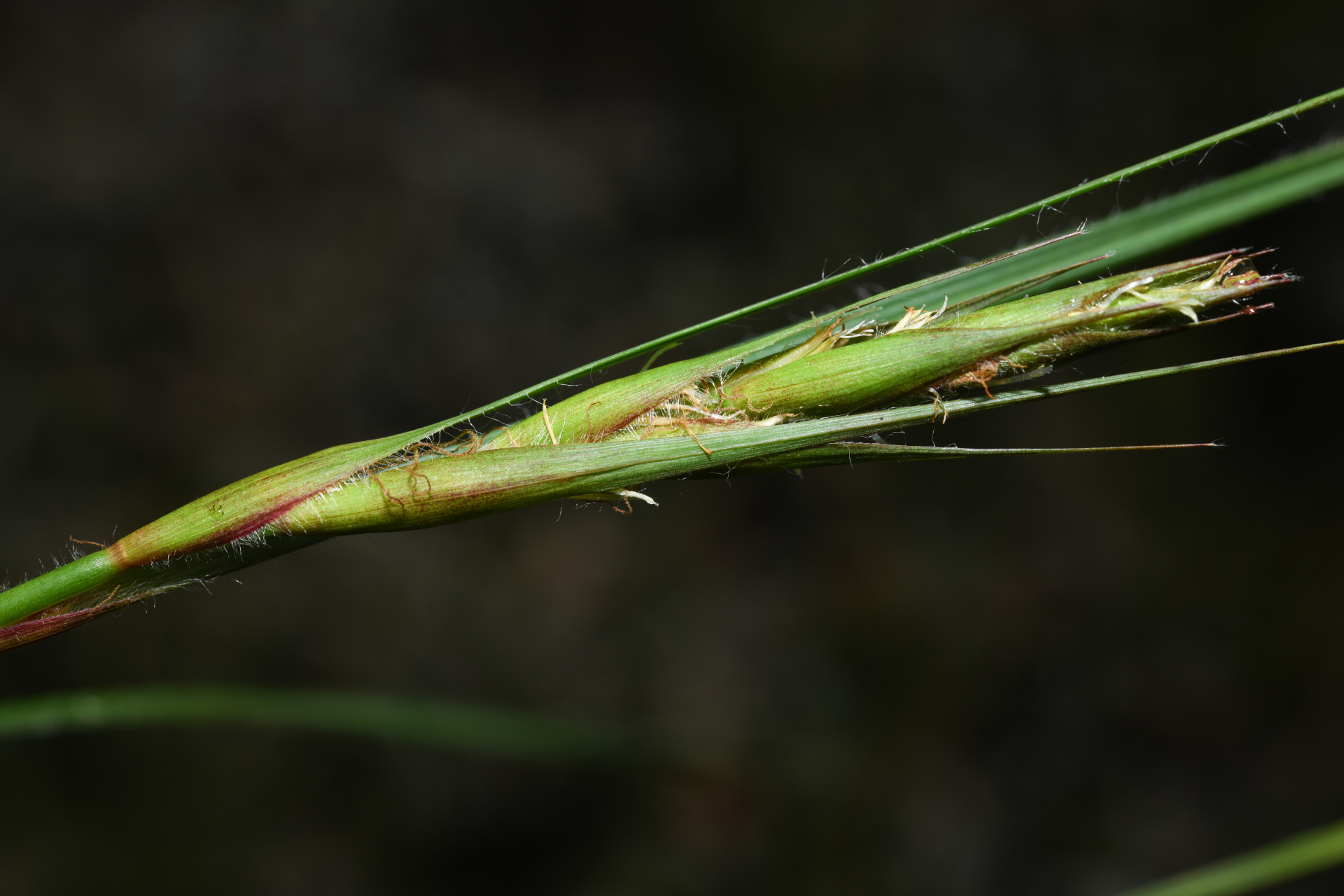 Exochogyne amazonica C.B.Clarke - Photo Bivouac Naturaliste