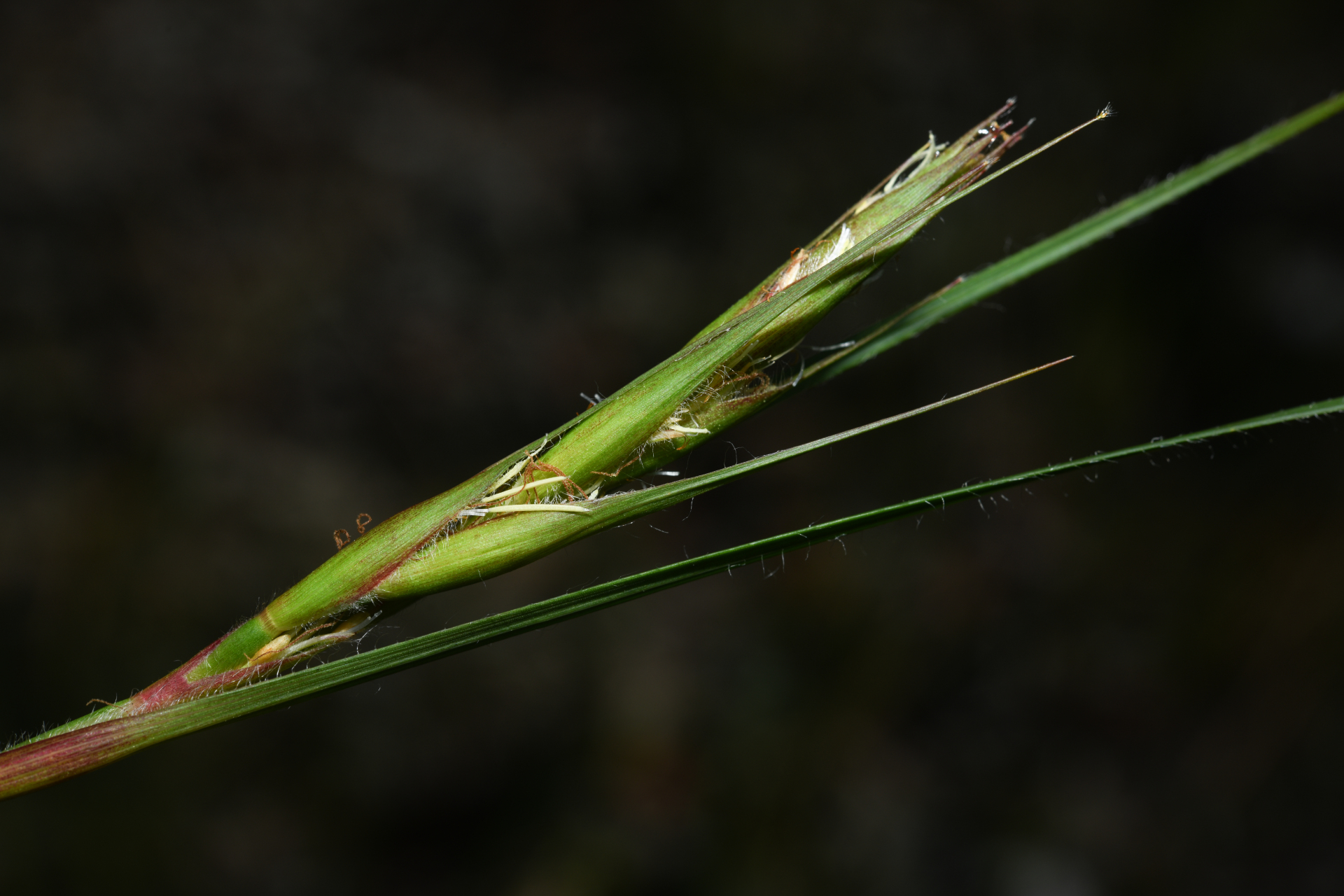 Exochogyne amazonica C.B.Clarke - Photo Bivouac Naturaliste