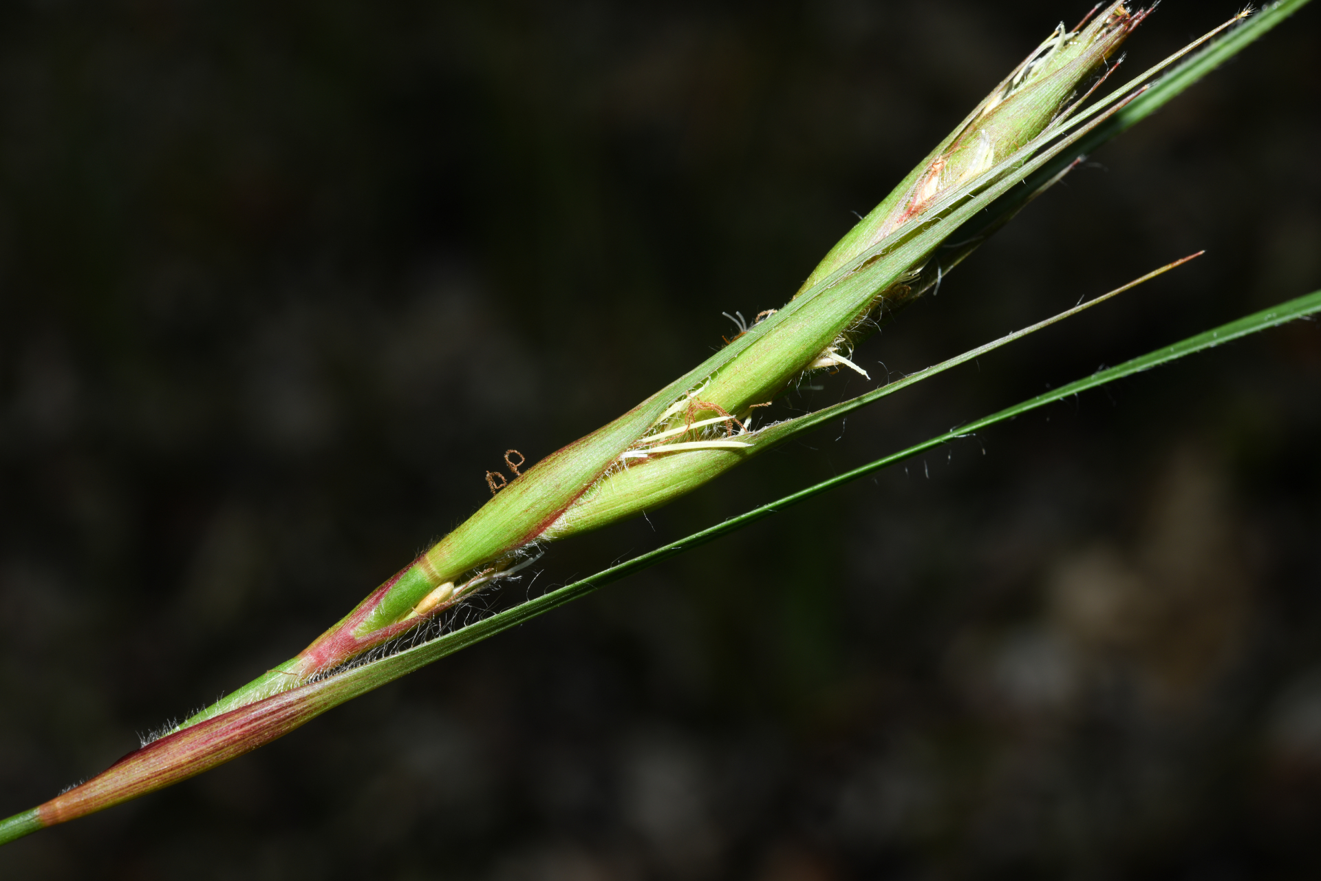 Exochogyne amazonica C.B.Clarke - Photo Bivouac Naturaliste