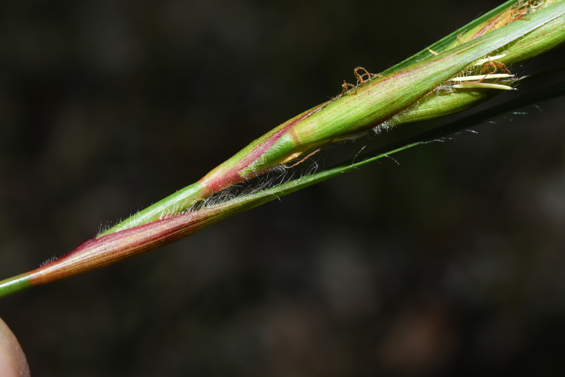 Exochogyne amazonica C.B.Clarke - Photo Bivouac Naturaliste