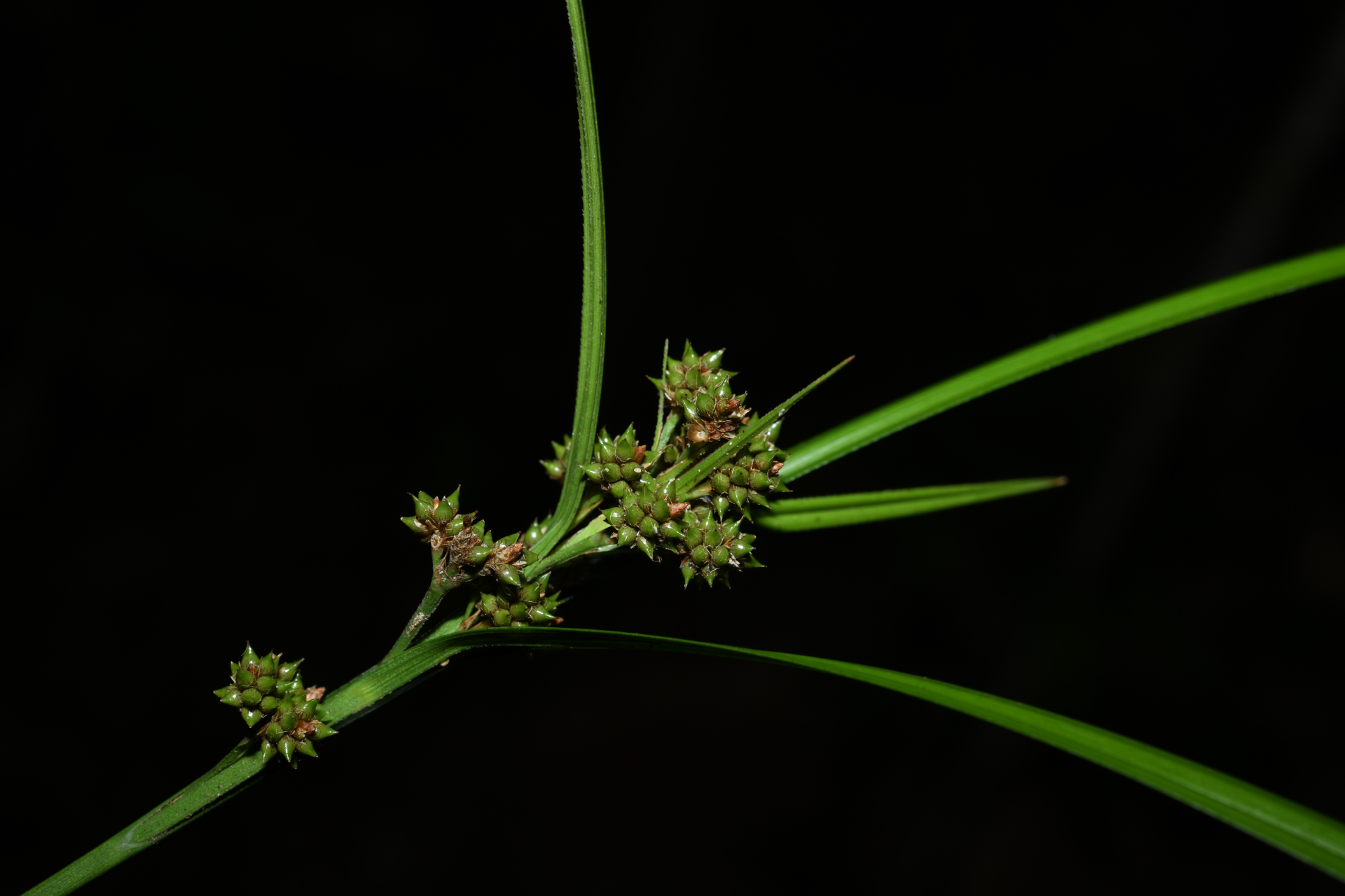 Hypolytrum longifolium (Rich.) Nees - Photo Bivouac Naturaliste