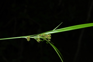 Hypolytrum longifolium (Rich.) Nees