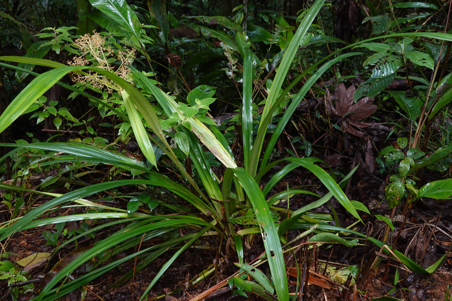 Hypolytrum amplum Poepp. & Kunth - Photo Bivouac Naturaliste