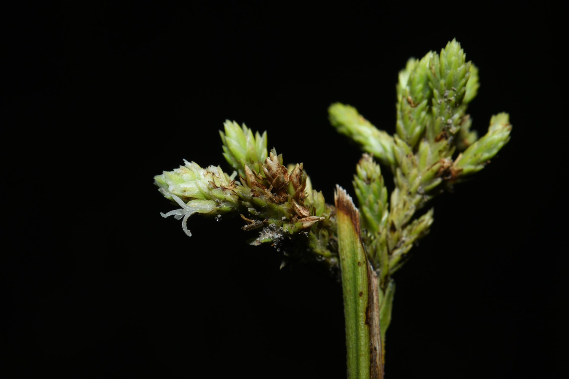 Hypolytrum pulchrum (Rudge) H.Pfeiff. - Photo Bivouac Naturaliste