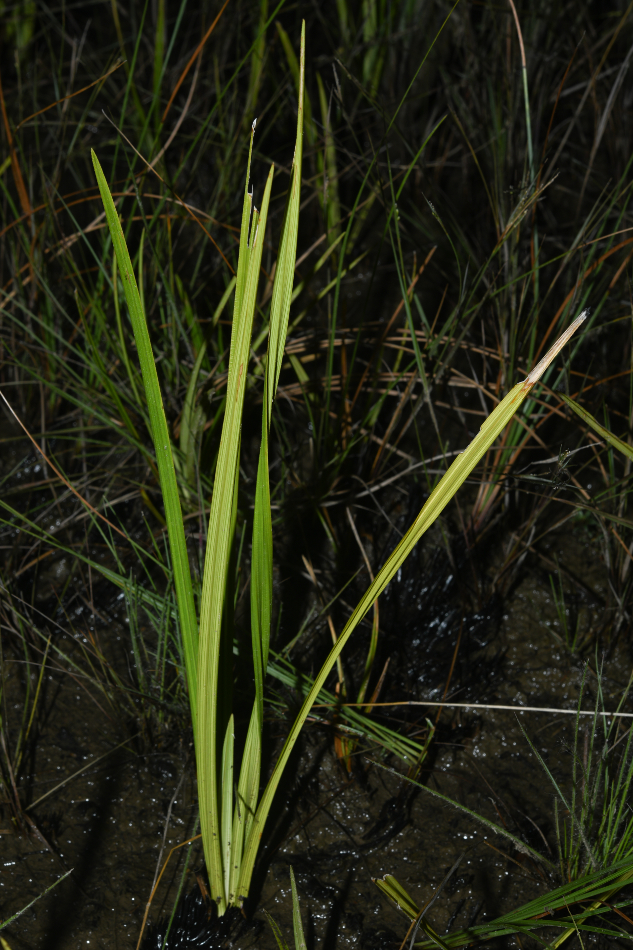 Hypolytrum pulchrum (Rudge) H.Pfeiff. - Photo Bivouac Naturaliste