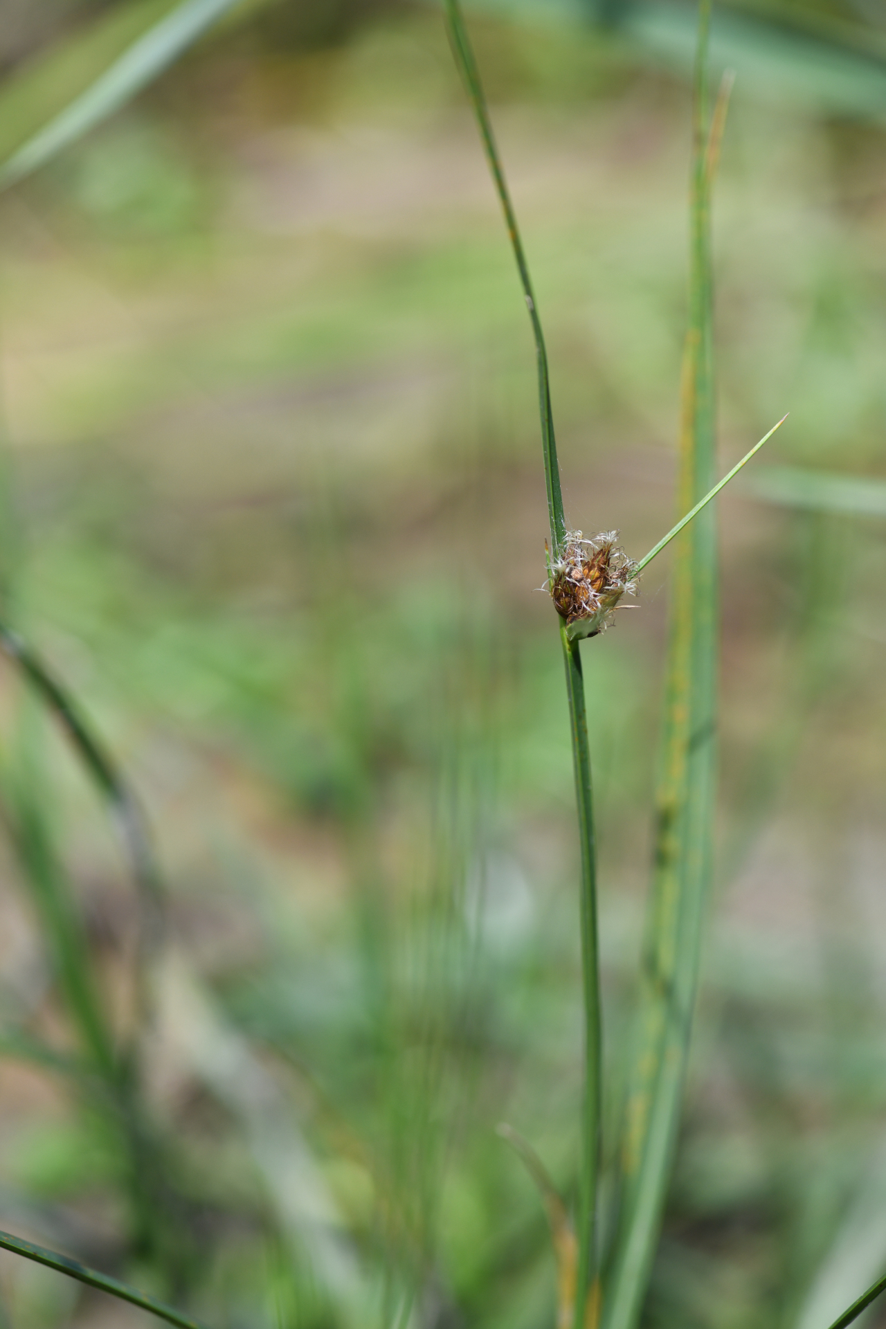 Schoenoplectus mucronatus (L.) Palla - Photo Bivouac Naturaliste