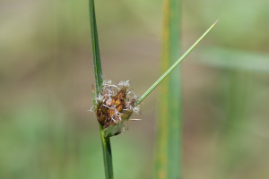 Schoenoplectus mucronatus (L.) Palla