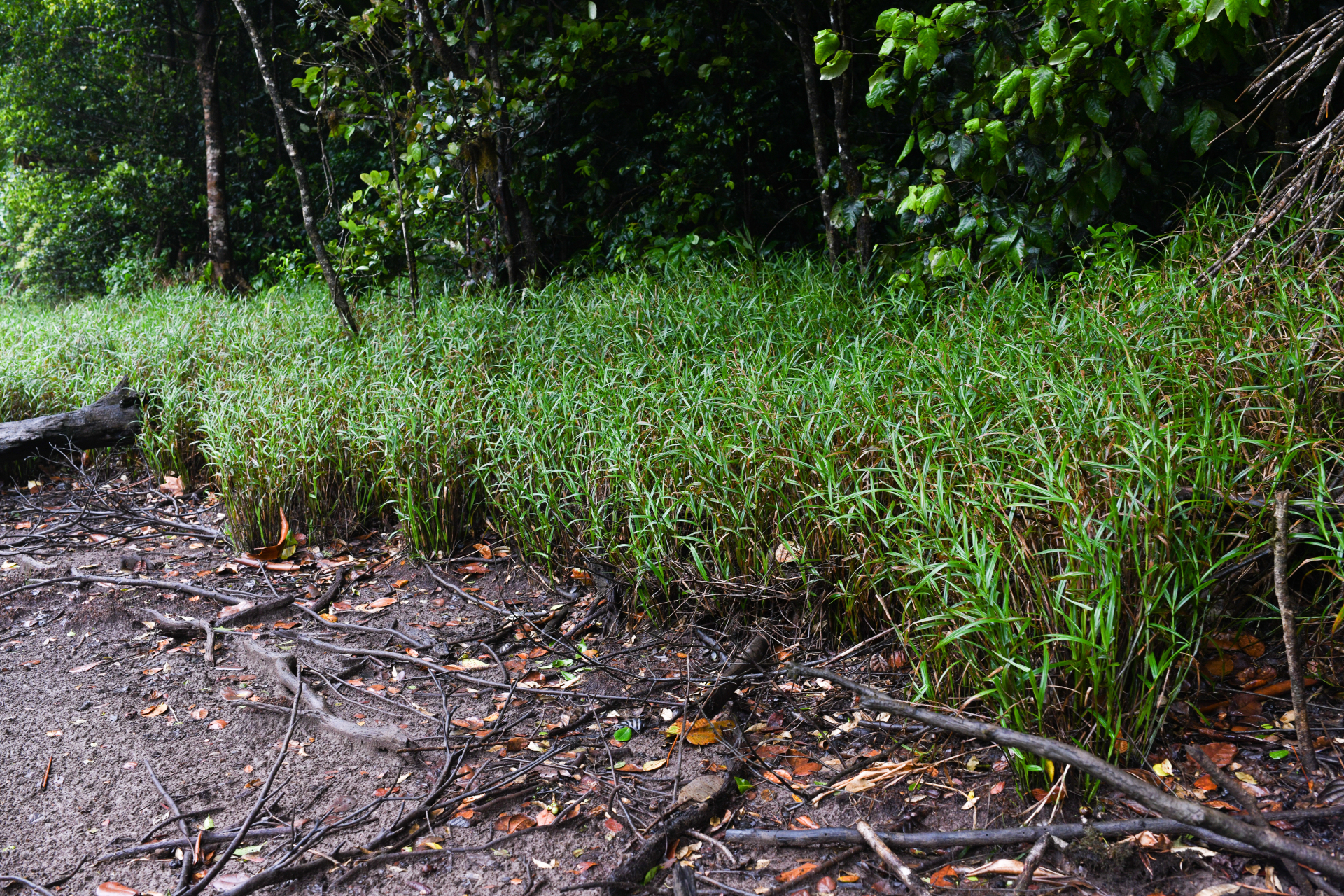 Scleria microcarpa Nees ex Kunth - Photo Bivouac Naturaliste
